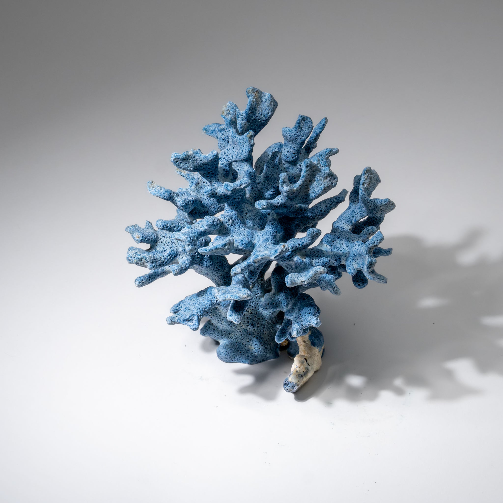 Genuine Blue Ridge Coral (6", .5 lbs)