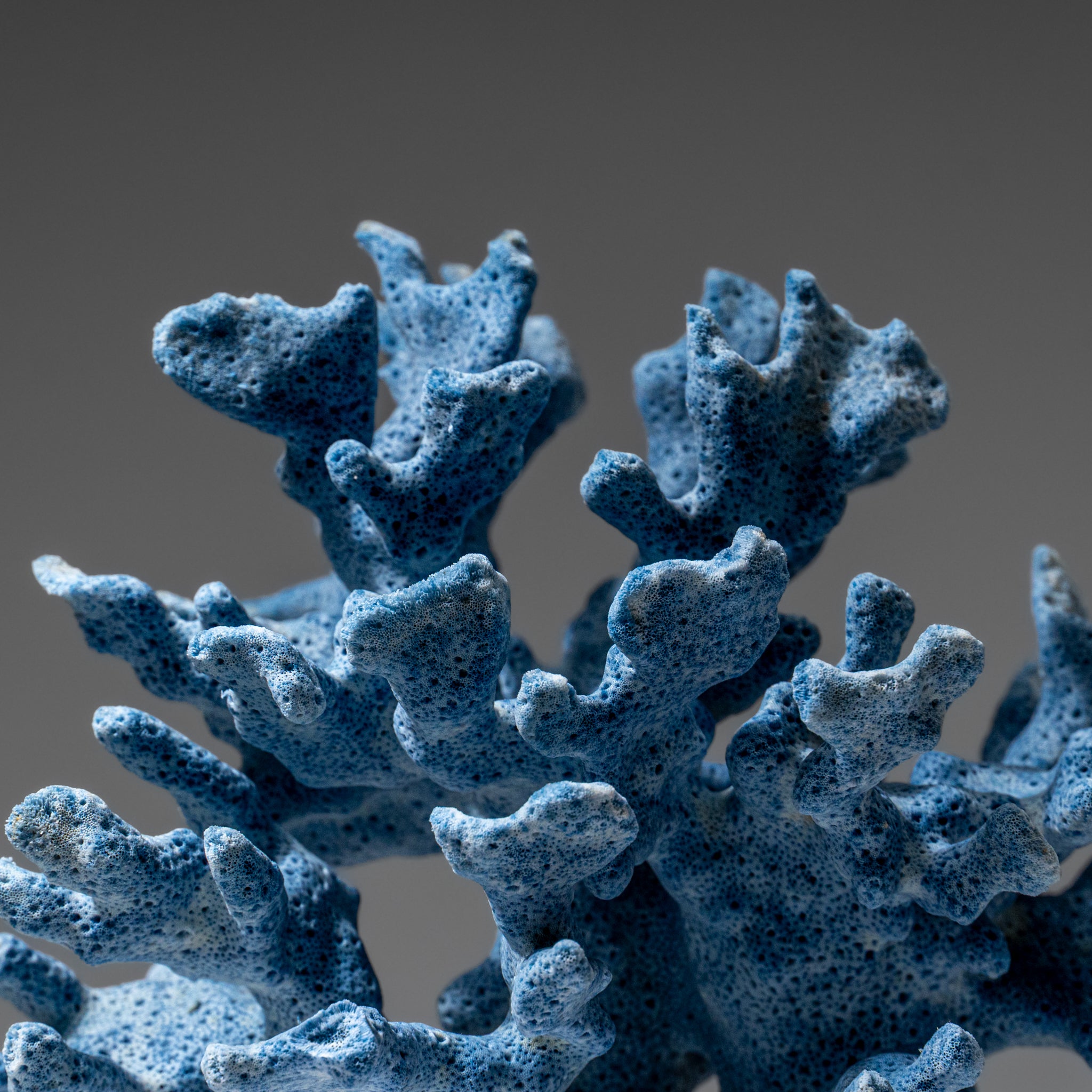 Genuine Blue Ridge Coral (6", .5 lbs)