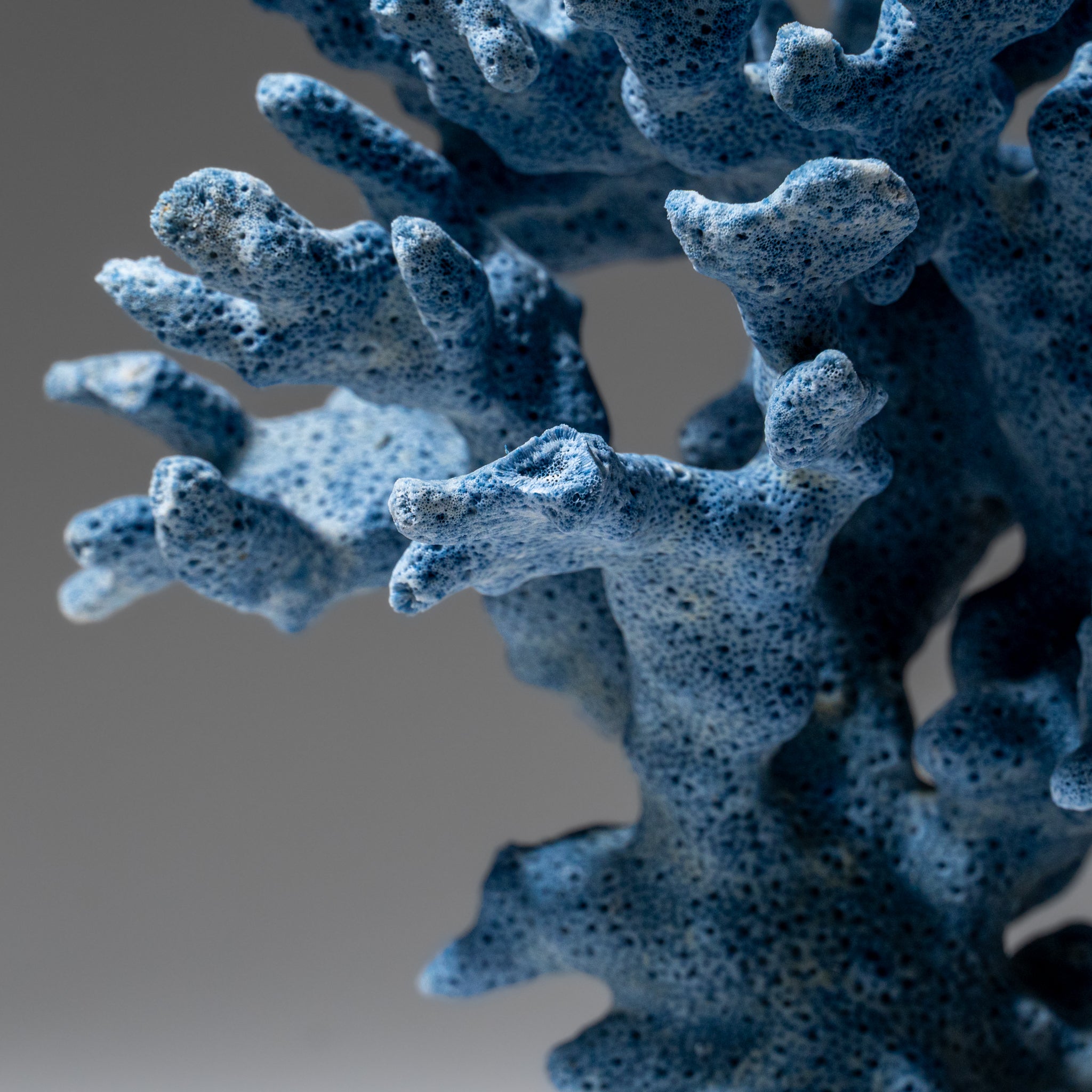 Genuine Blue Ridge Coral (6", .5 lbs)
