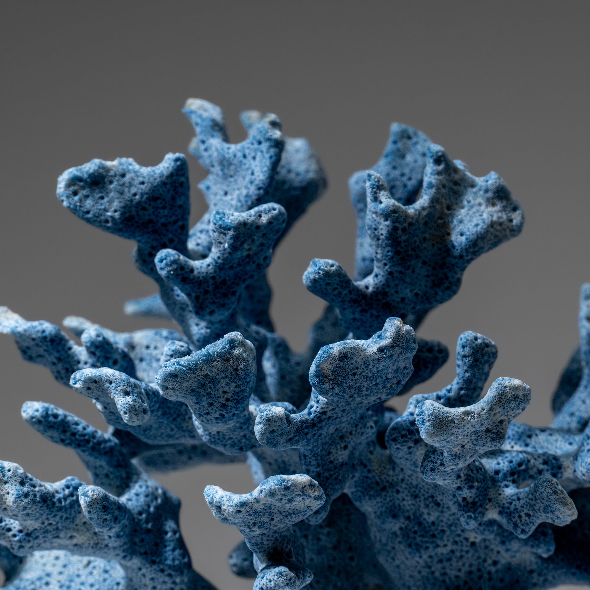 Genuine Blue Ridge Coral (6", .5 lbs)