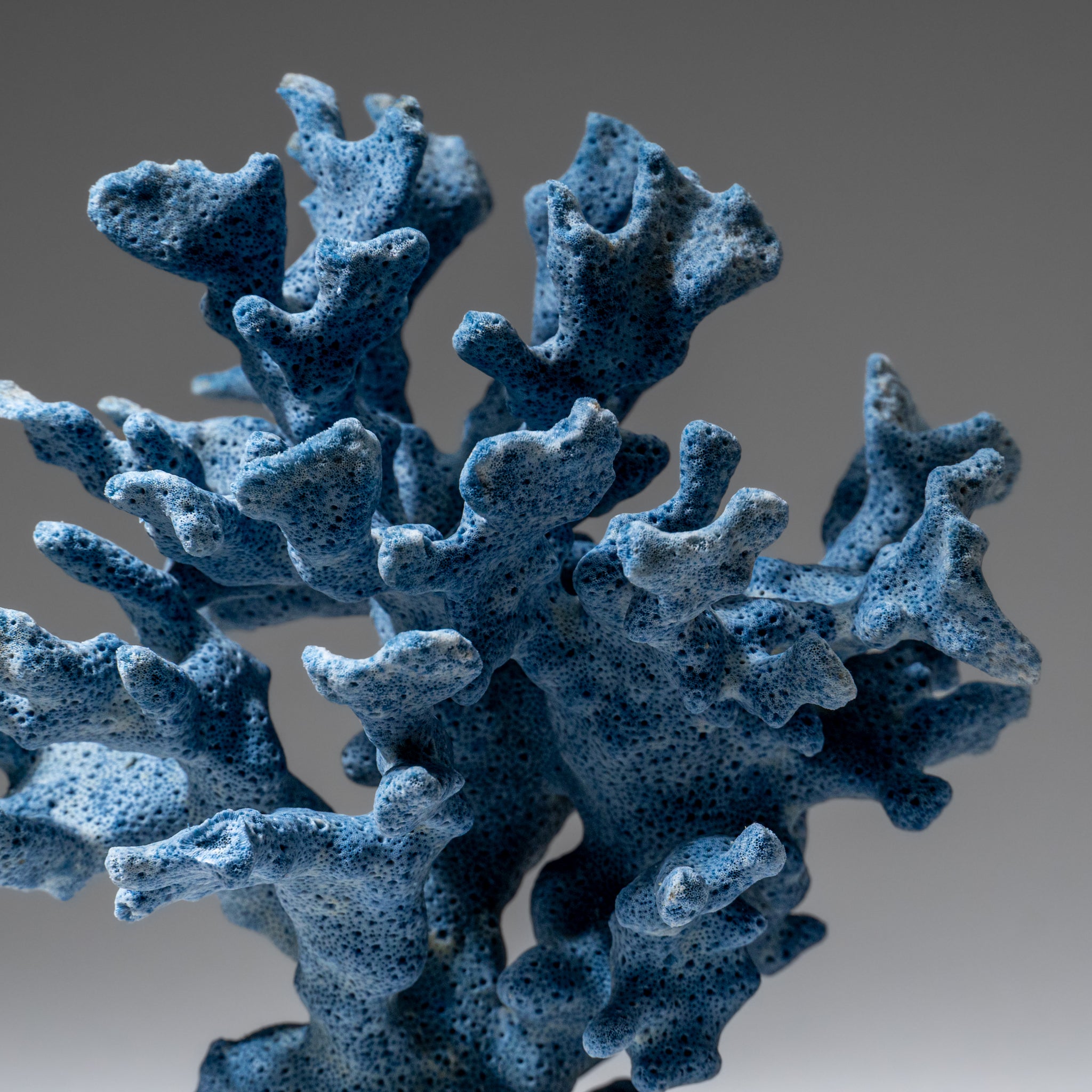 Genuine Blue Ridge Coral (6", .5 lbs)