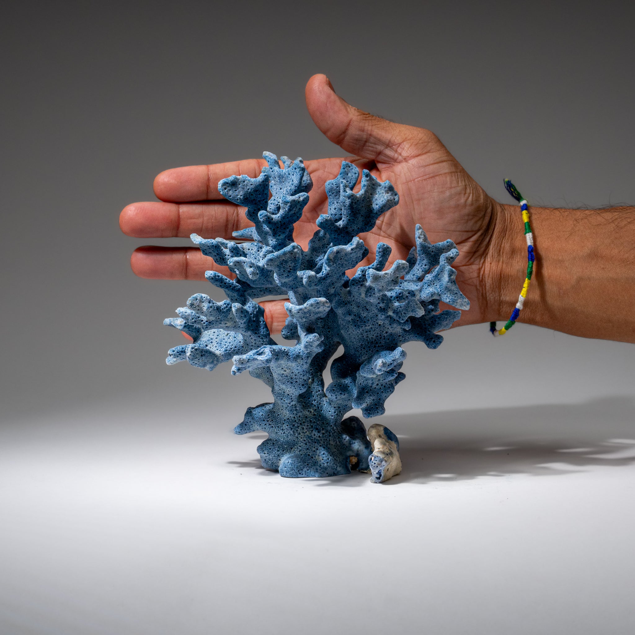 Genuine Blue Ridge Coral (6", .5 lbs)