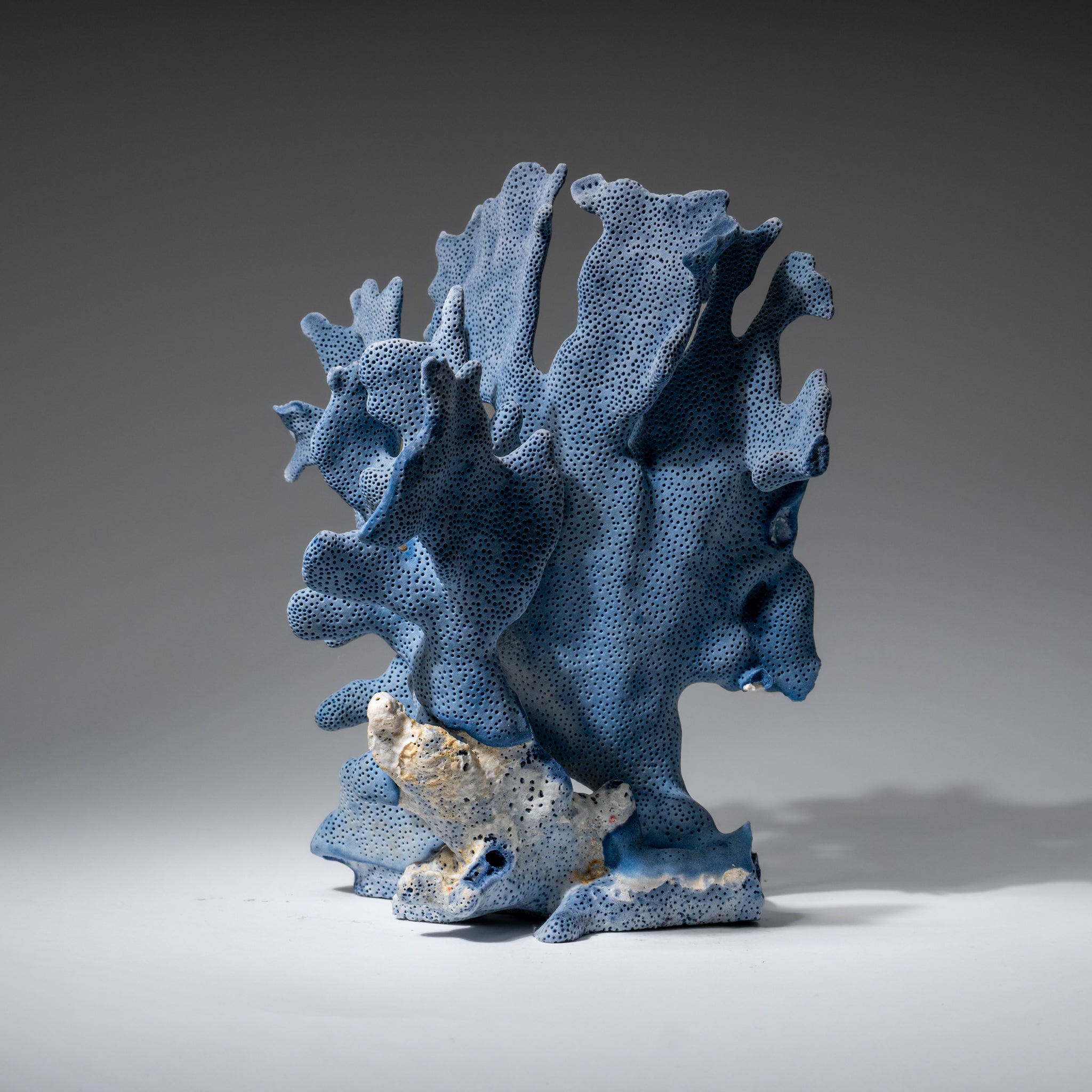 Genuine Blue Ridge Coral (8", 1.5 lbs)