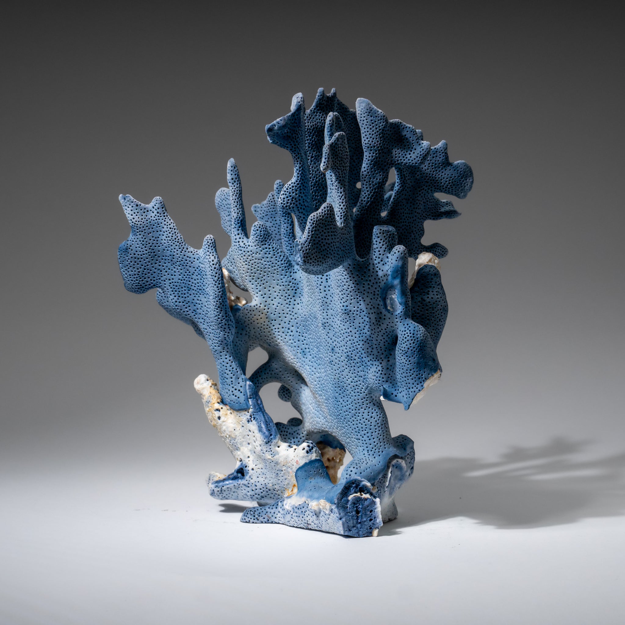 Genuine Blue Ridge Coral (8", 1.5 lbs)