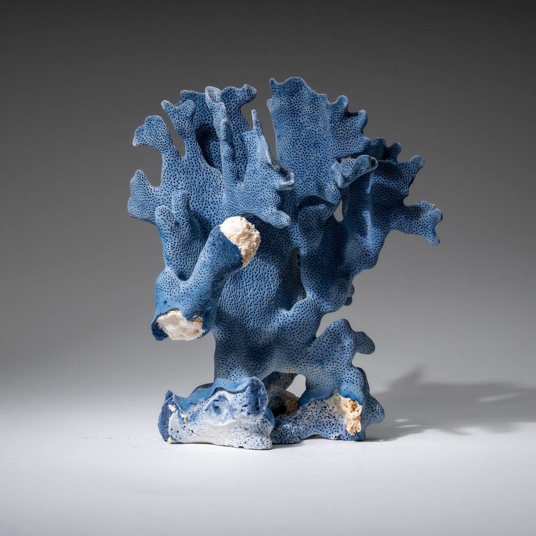 Genuine Blue Ridge Coral (8", 1.5 lbs)
