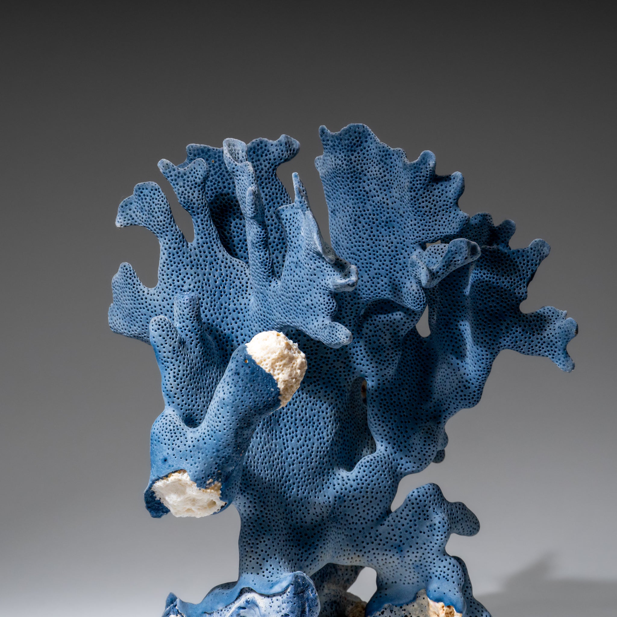 Genuine Blue Ridge Coral (8", 1.5 lbs)