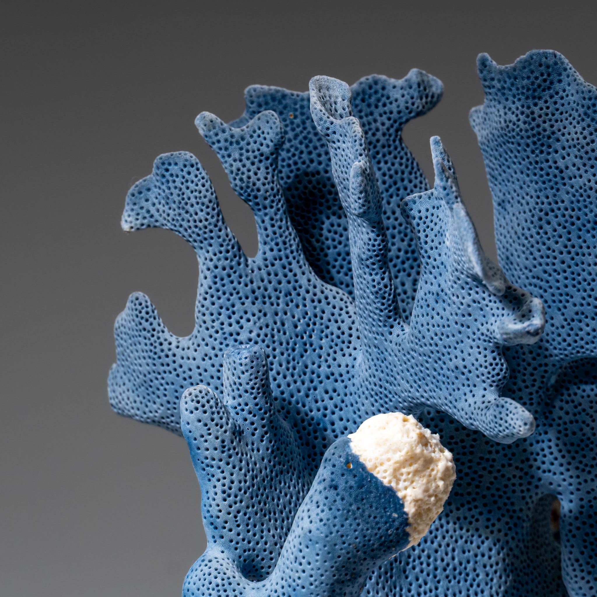 Genuine Blue Ridge Coral (8", 1.5 lbs)