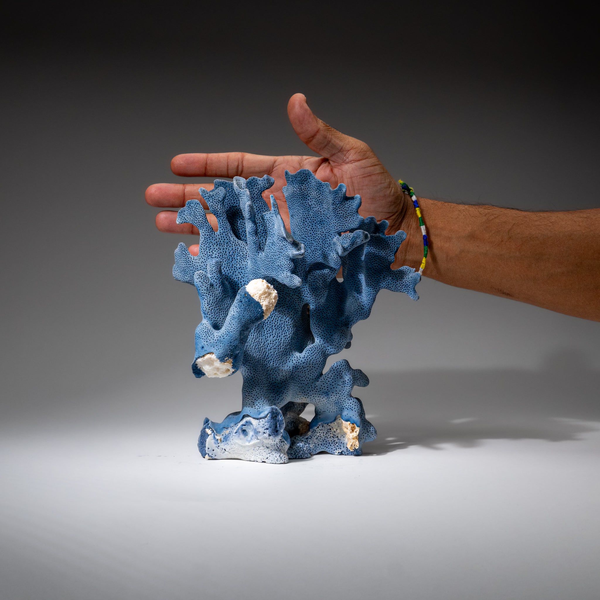 Genuine Blue Ridge Coral (8", 1.5 lbs)