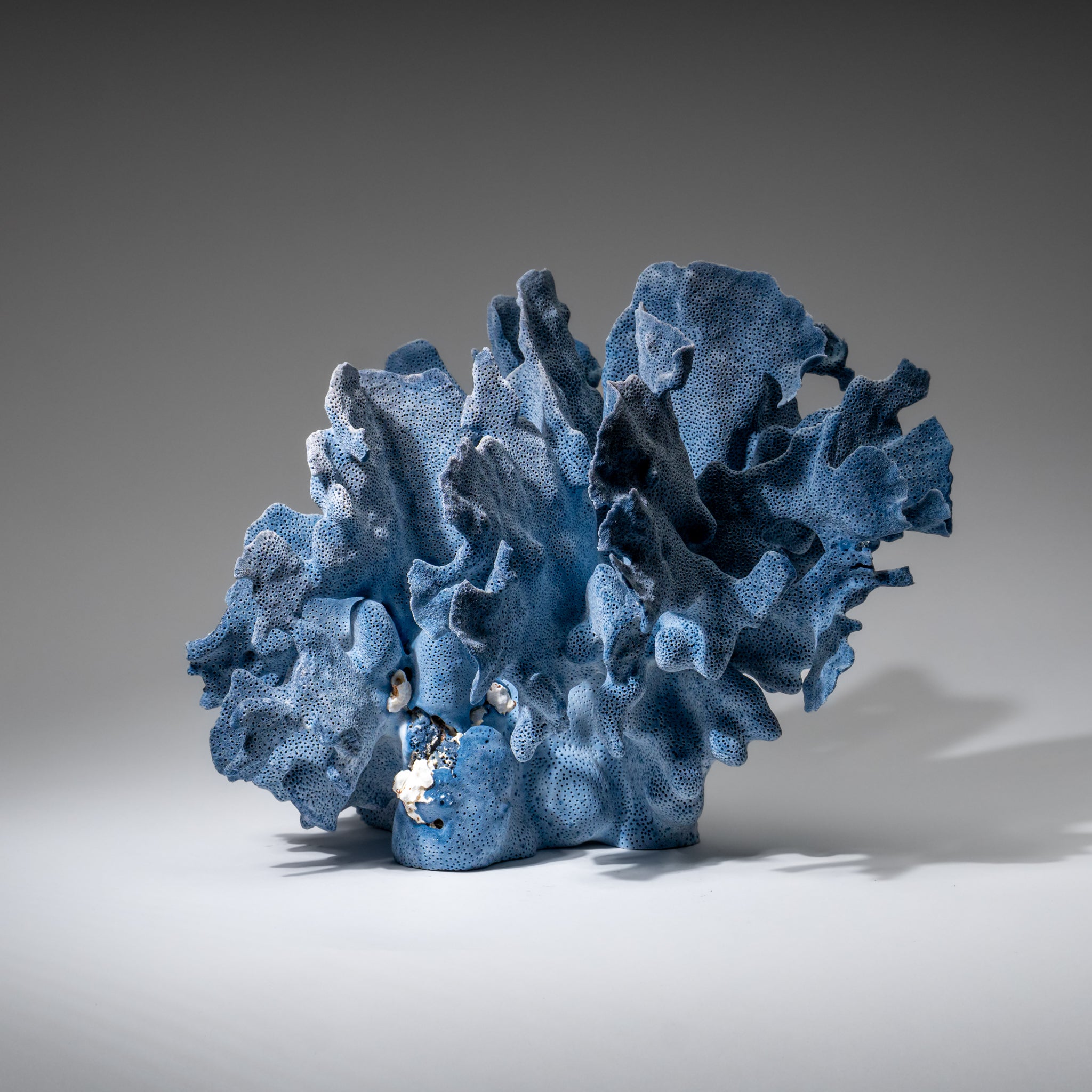 Genuine Blue Ridge Coral (8", 5.5 lbs)