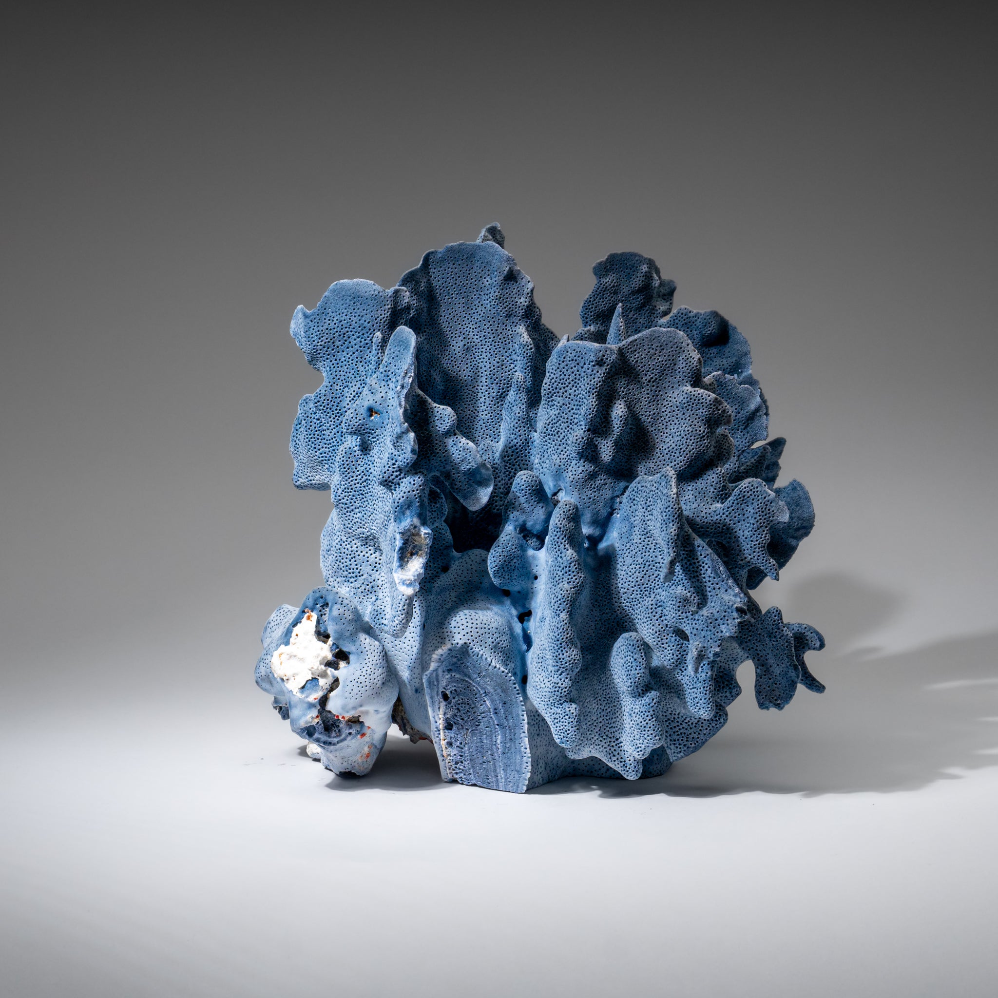 Genuine Blue Ridge Coral (8", 5.5 lbs)