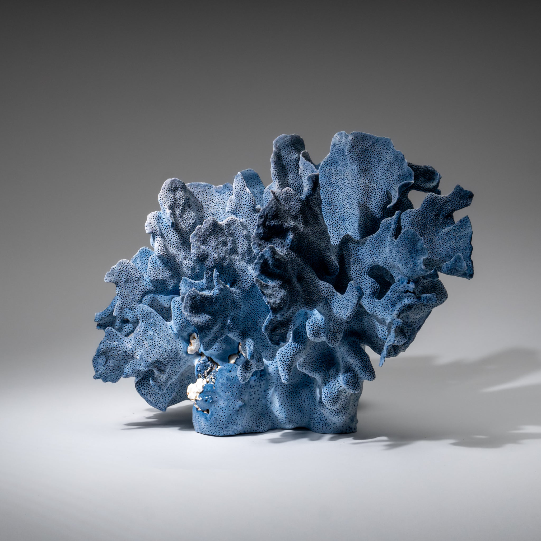 Genuine Blue Ridge Coral (8", 5.5 lbs)