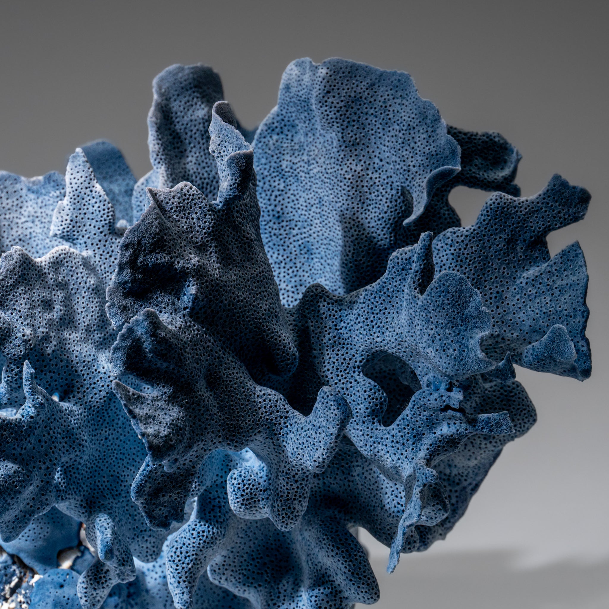 Genuine Blue Ridge Coral (8", 5.5 lbs)