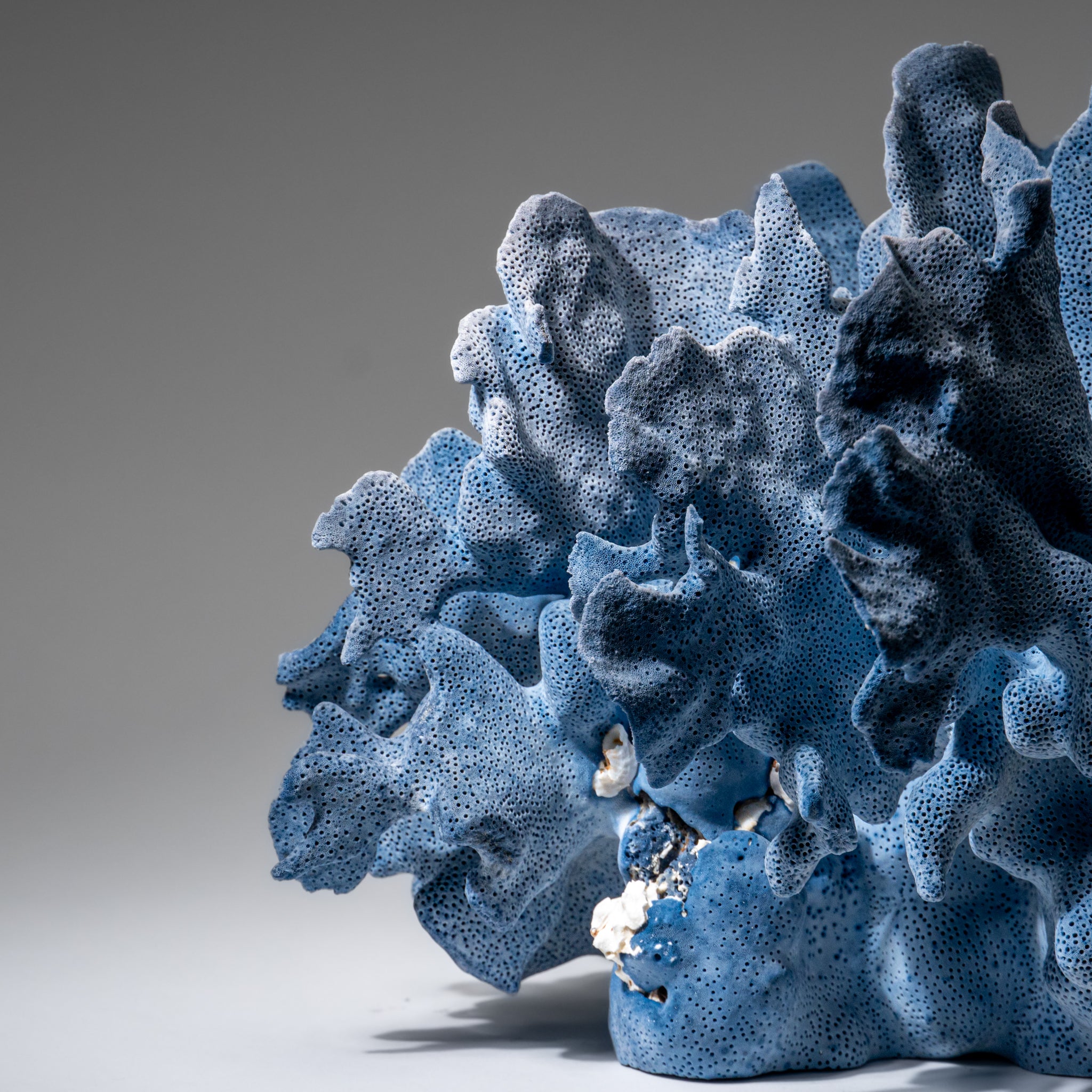 Genuine Blue Ridge Coral (8", 5.5 lbs)