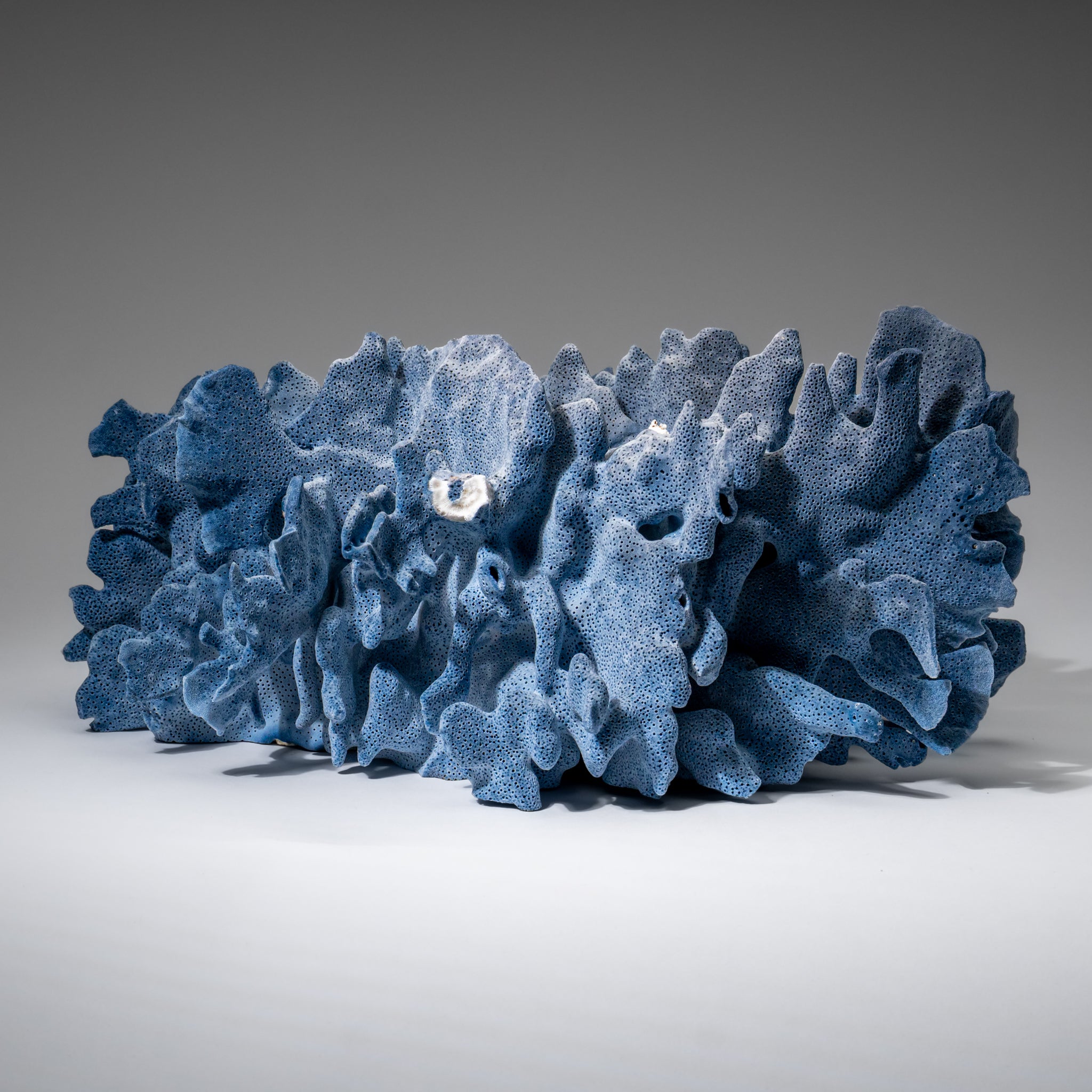 Genuine Blue Ridge Coral (6", 8.5 lbs)