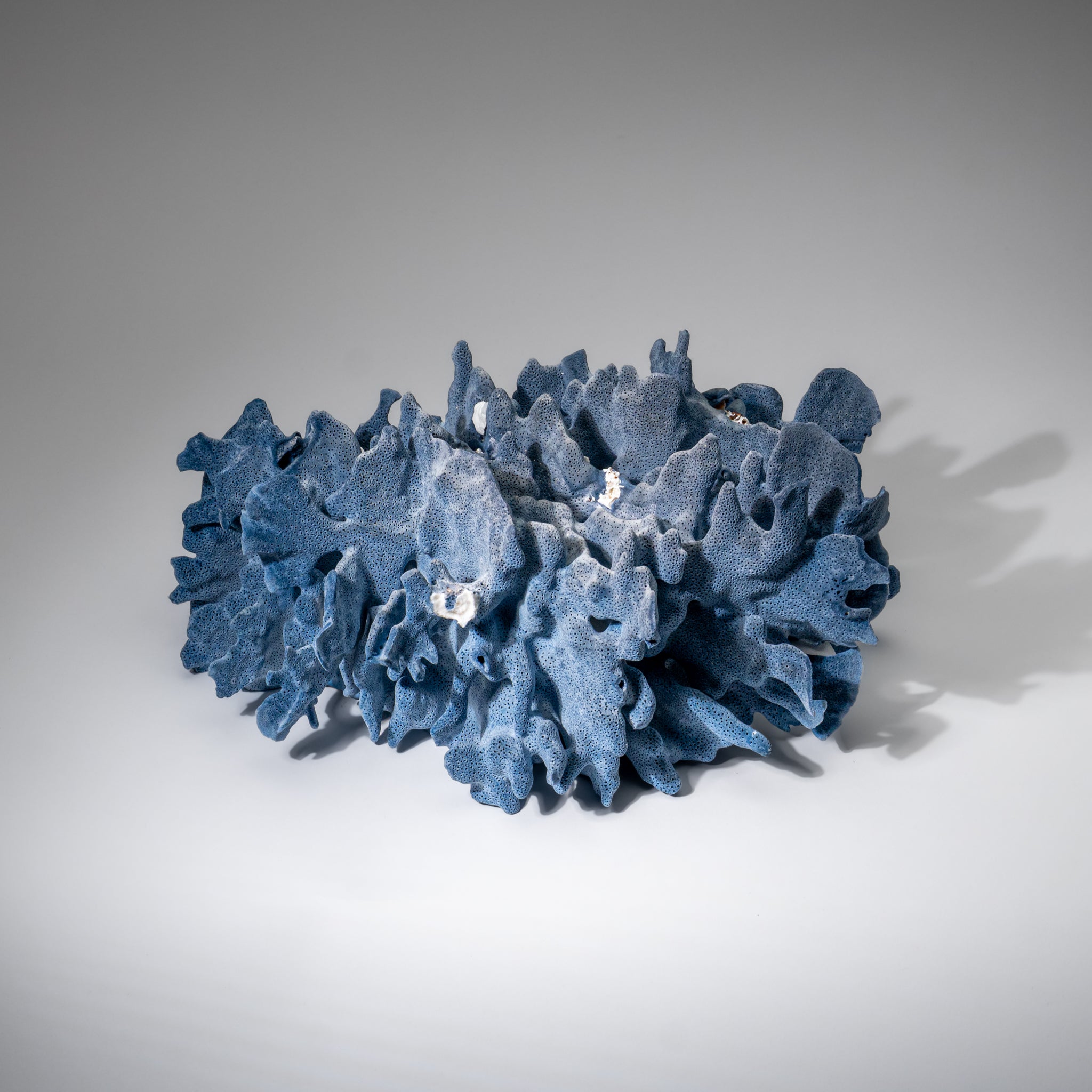 Genuine Blue Ridge Coral (6", 8.5 lbs)
