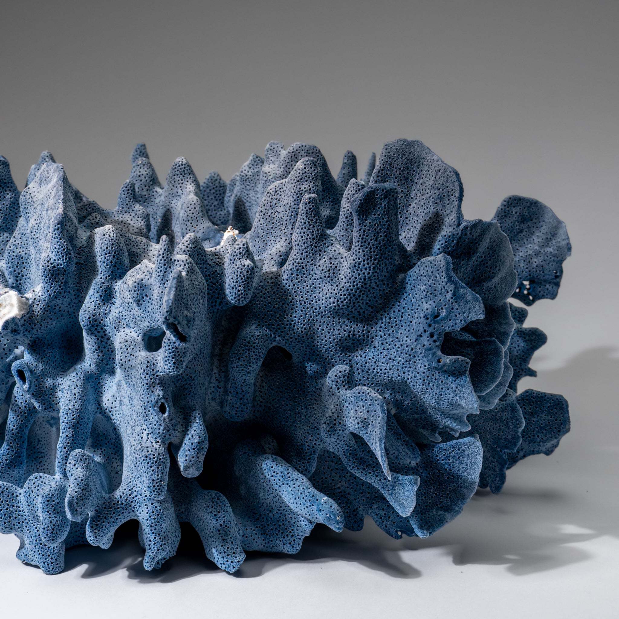 Genuine Blue Ridge Coral (6", 8.5 lbs)