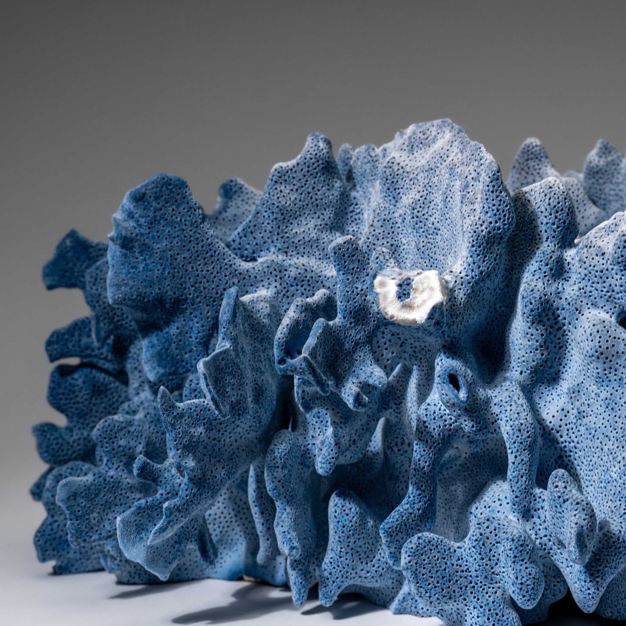 Genuine Blue Ridge Coral (6", 8.5 lbs)
