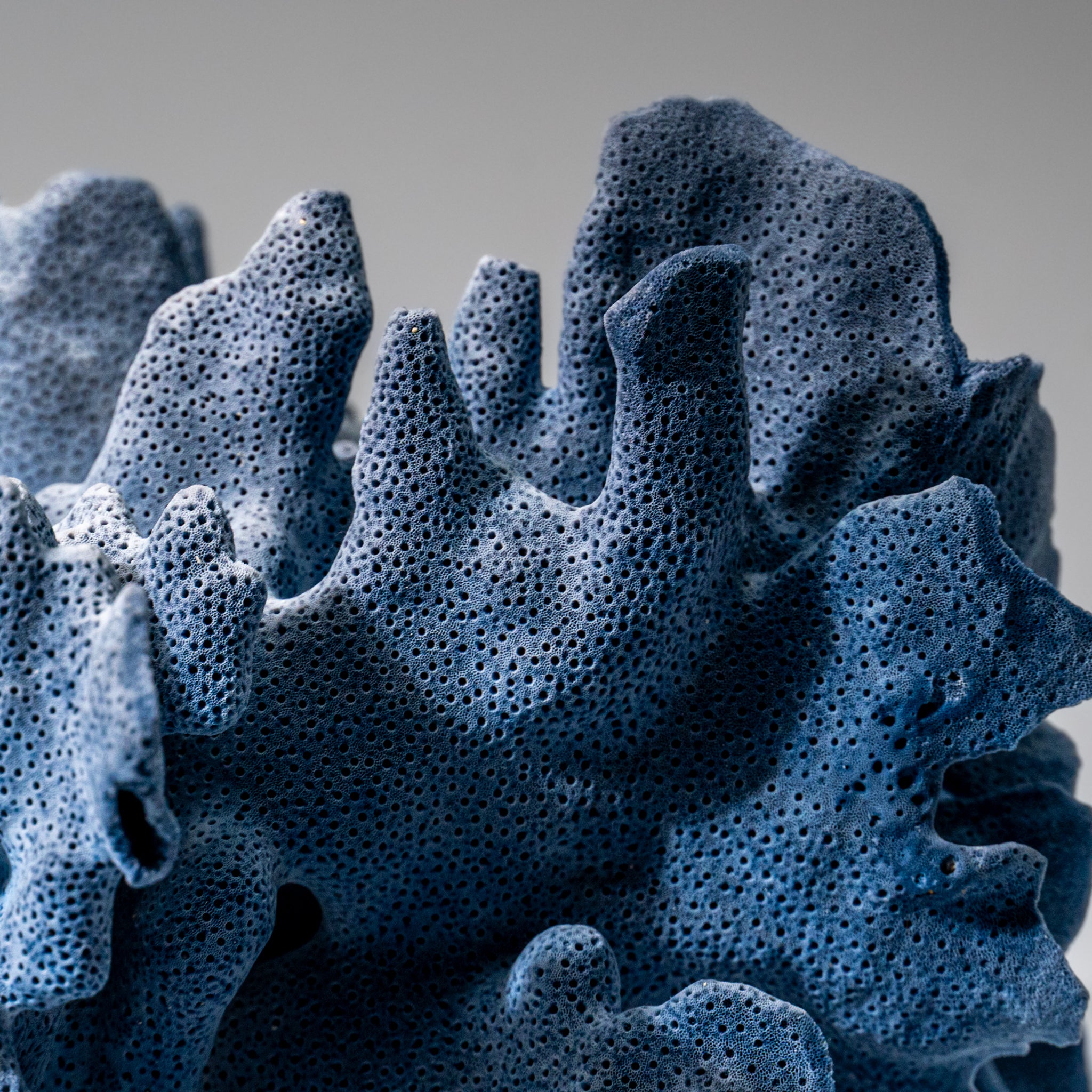 Genuine Blue Ridge Coral (6", 8.5 lbs)