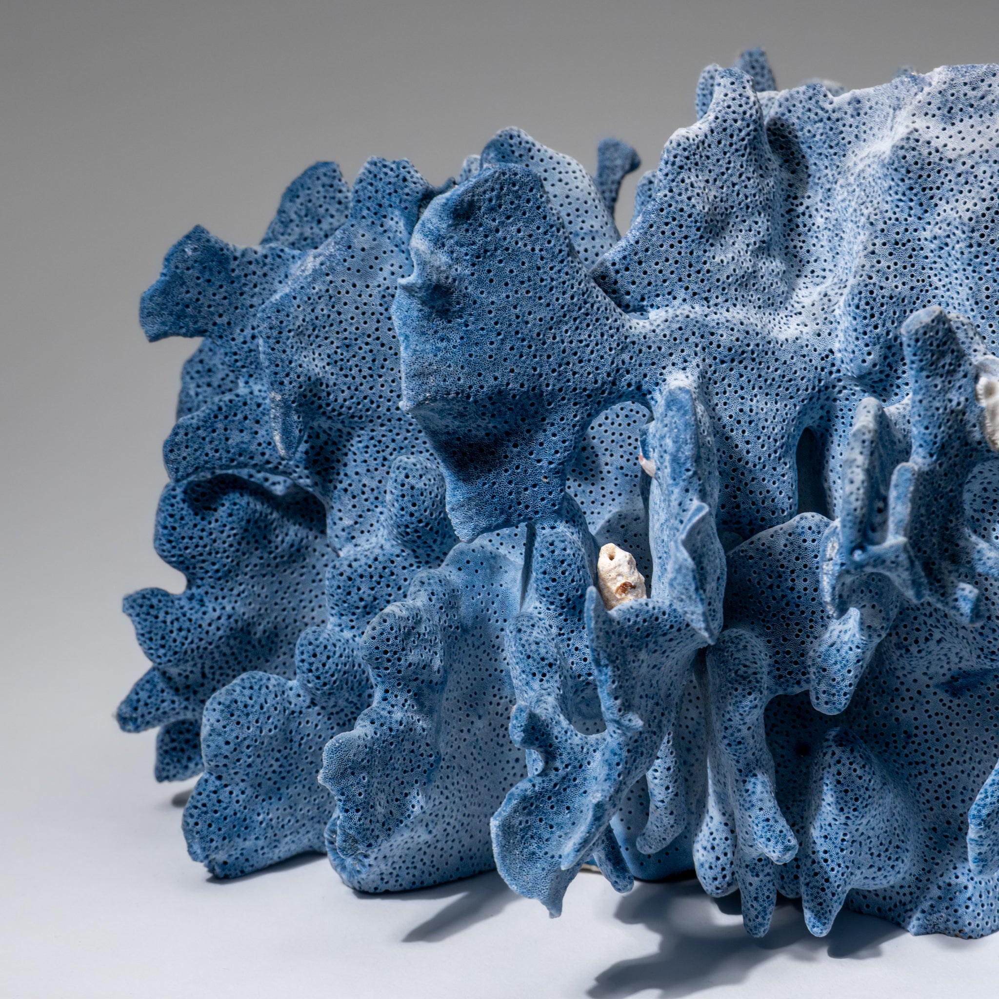 Genuine Blue Ridge Coral (6", 8.5 lbs)