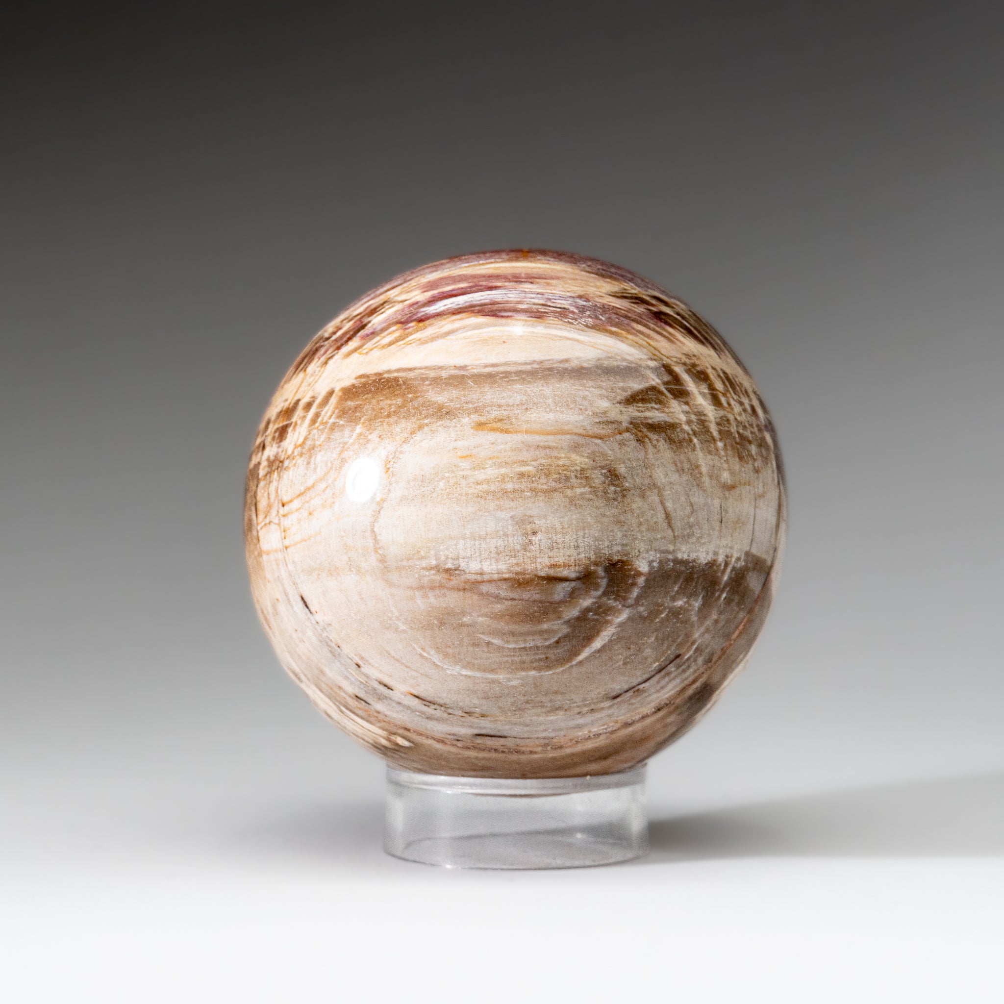 Polished Petrified Wood Sphere from Madagascar (3.5", 2.3 lbs)