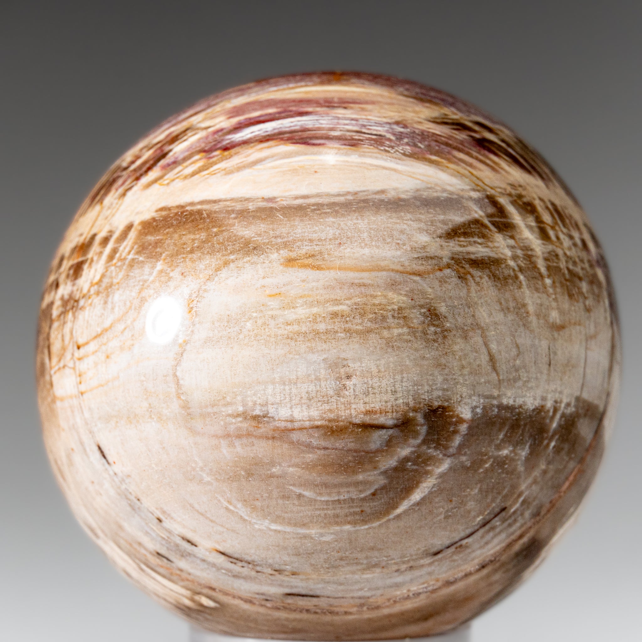 Polished Petrified Wood Sphere from Madagascar (3.5", 2.3 lbs)