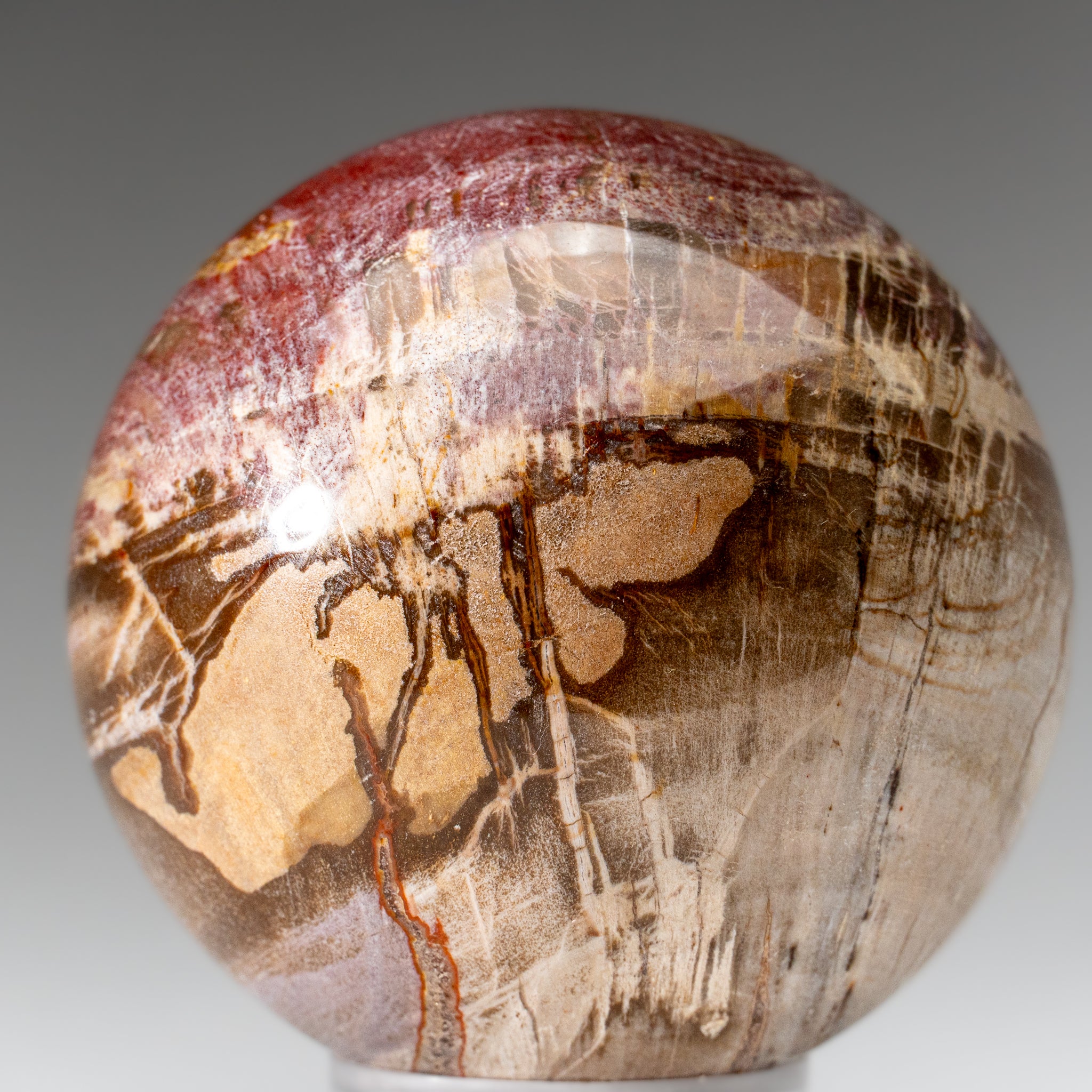 Polished Petrified Wood Sphere from Madagascar (3.5", 2.3 lbs)