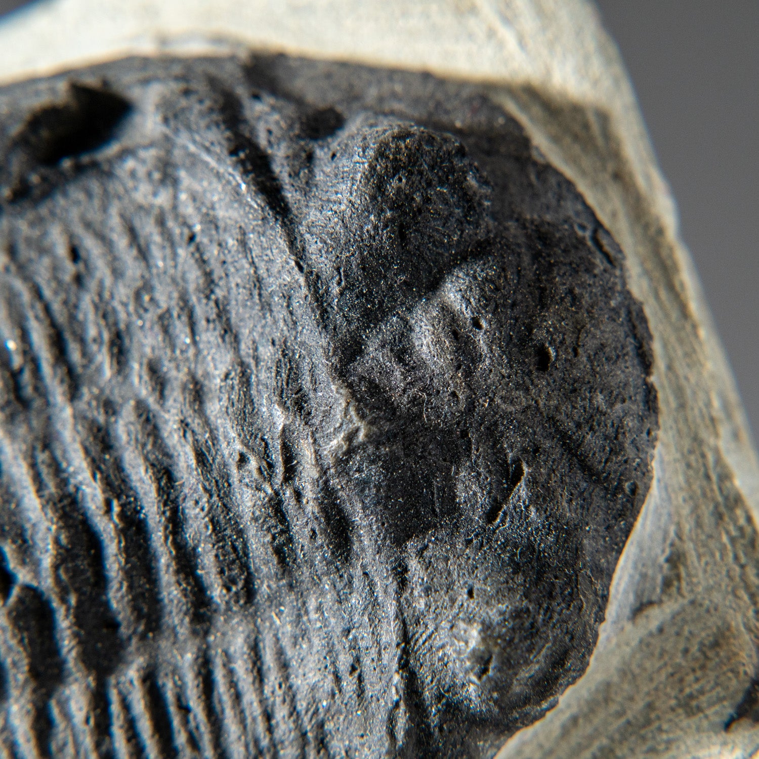 Genuine Single Metacanthina Issoumourensis Trilobite Fossil in Matrix