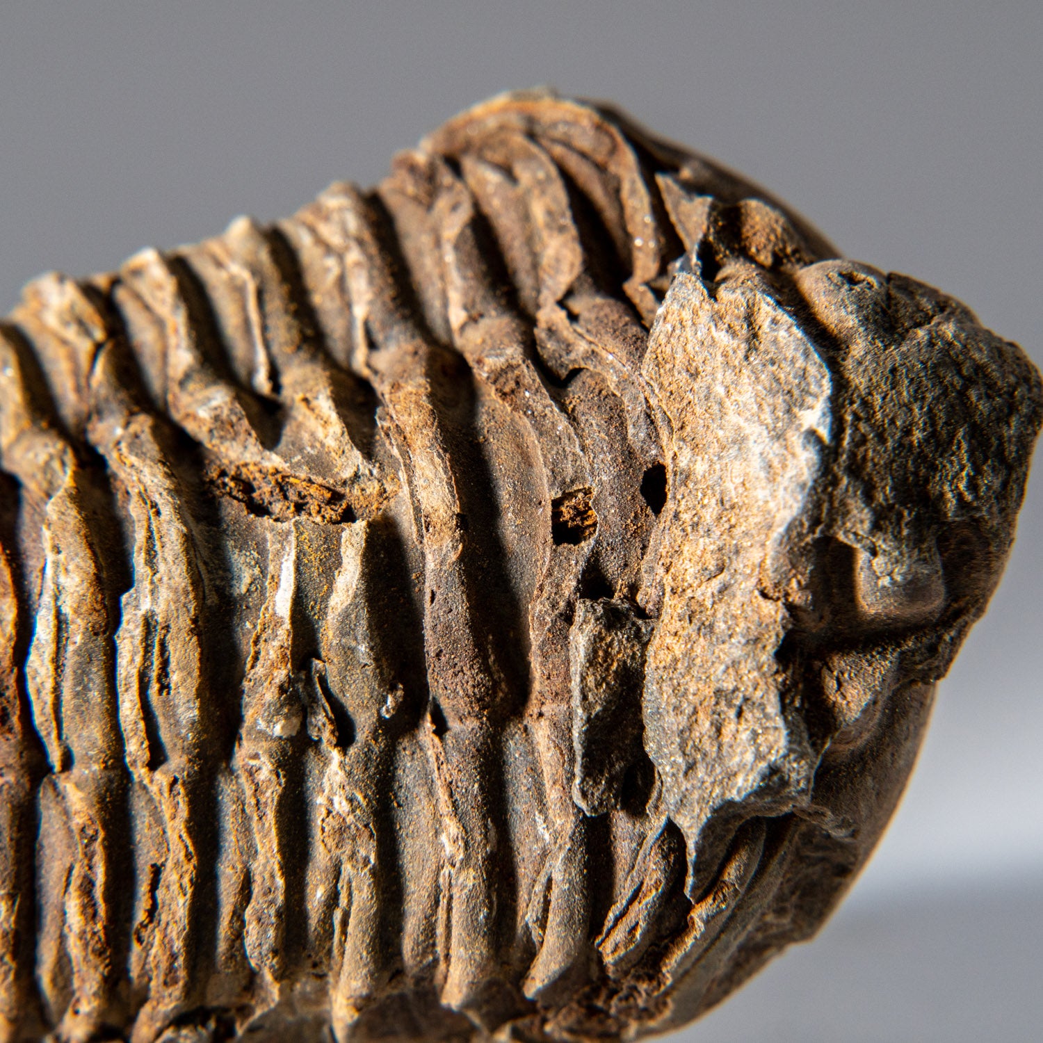 Genuine Single Flexicalymene Trilobite Fossil
