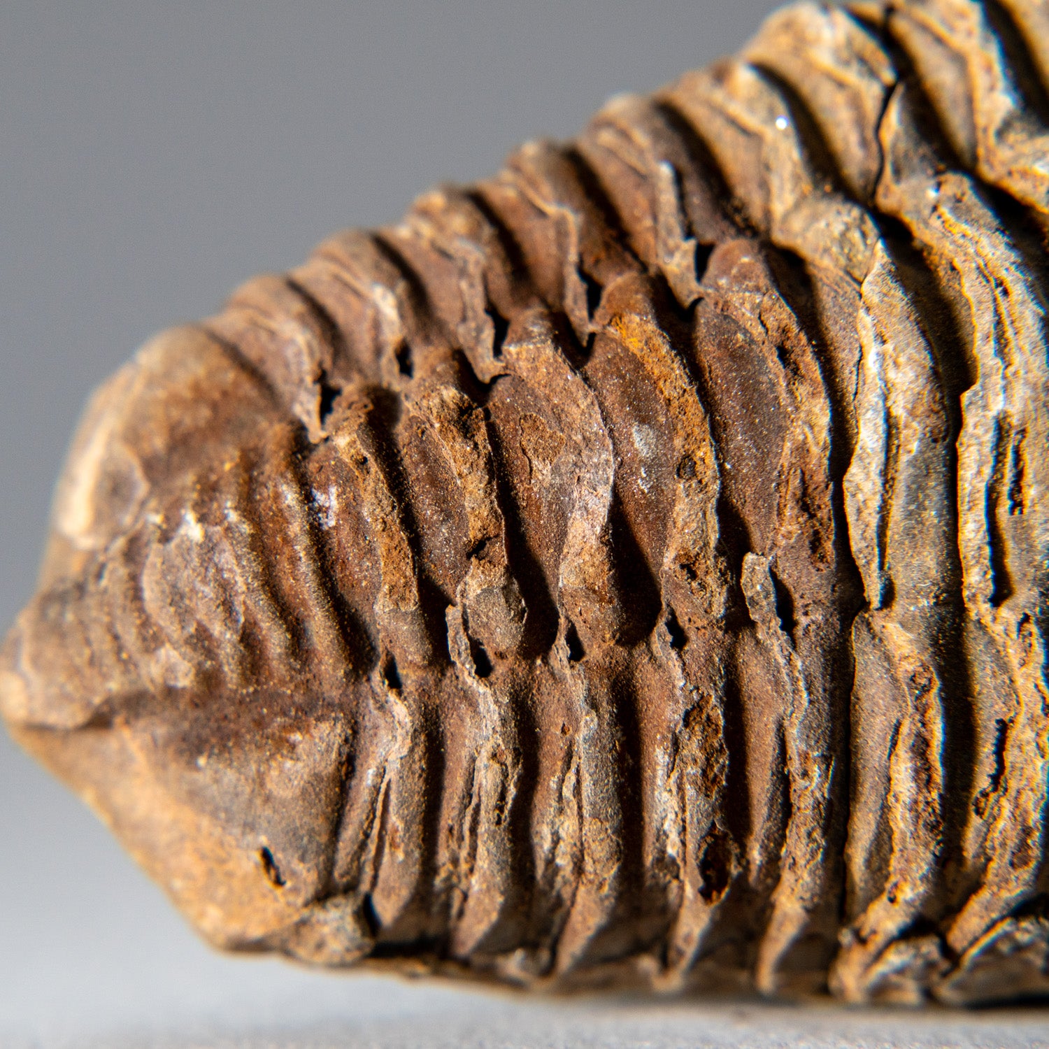 Genuine Single Flexicalymene Trilobite Fossil