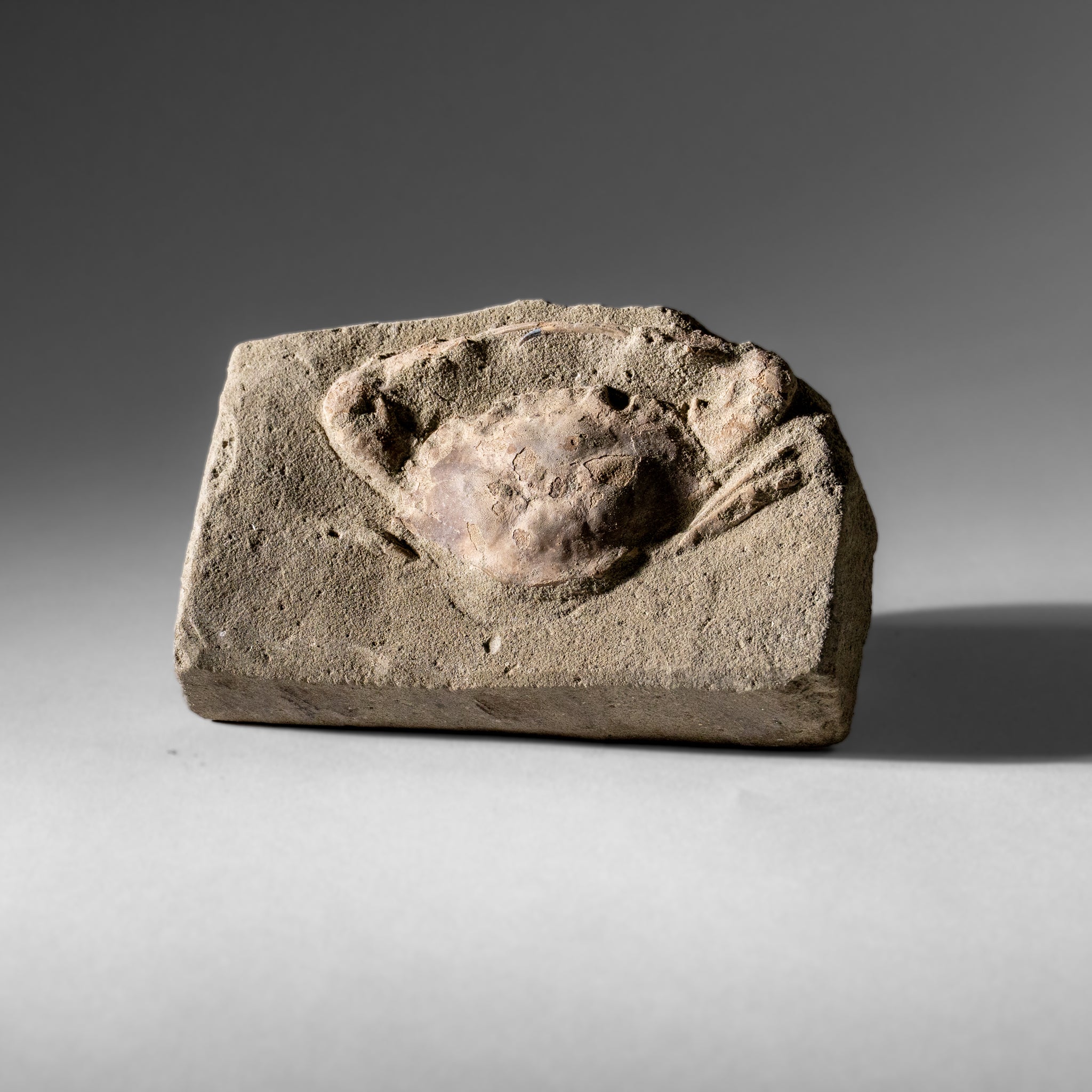 Charybdis Fossil Crab from Indonesia (260 Grams)