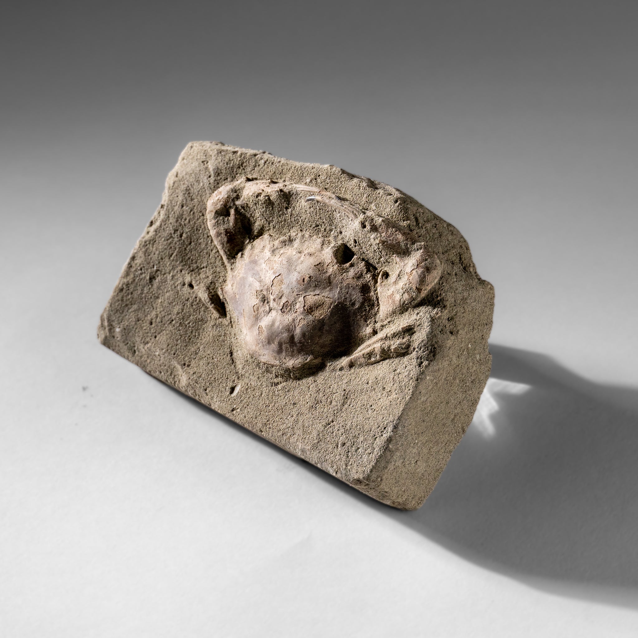 Charybdis Fossil Crab from Indonesia (260 Grams)