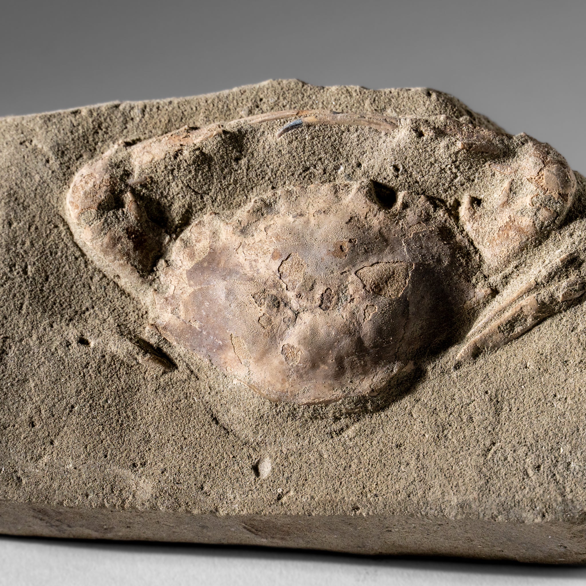 Charybdis Fossil Crab from Indonesia (260 Grams)