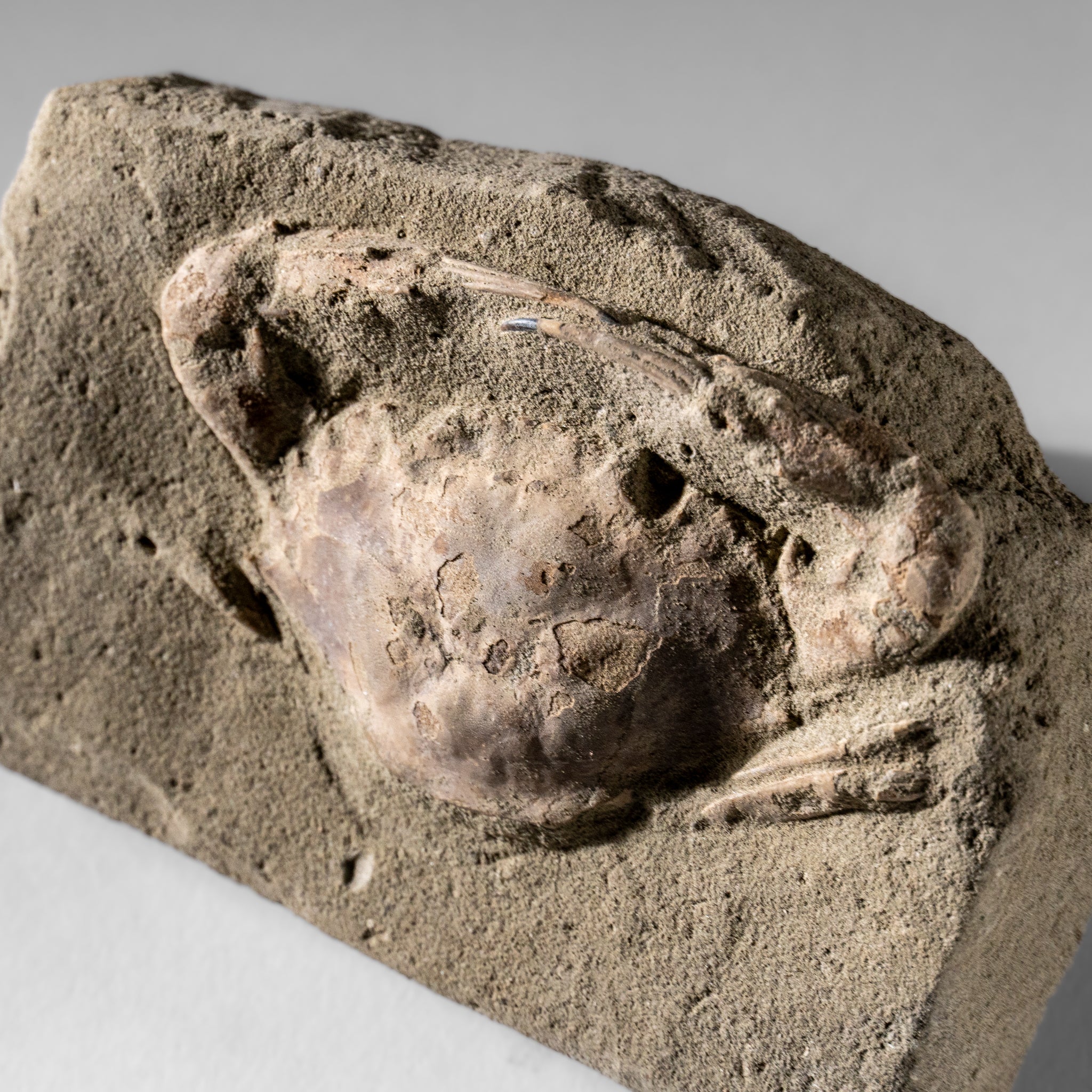 Charybdis Fossil Crab from Indonesia (260 Grams)