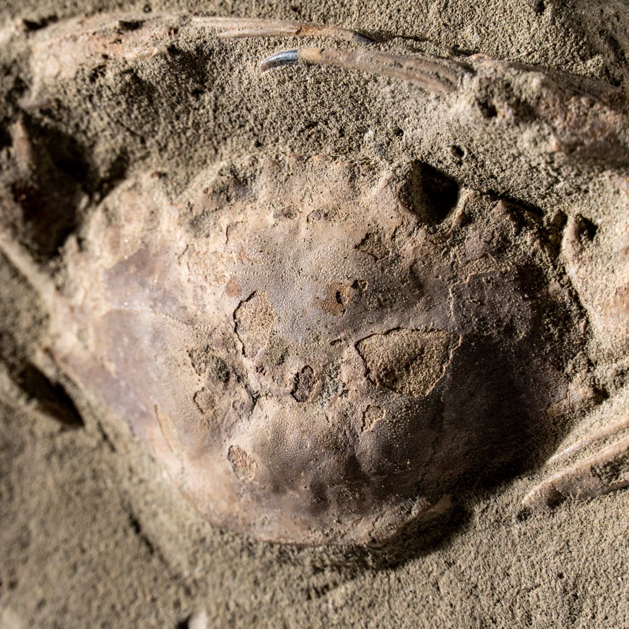 Charybdis Fossil Crab from Indonesia (260 Grams)