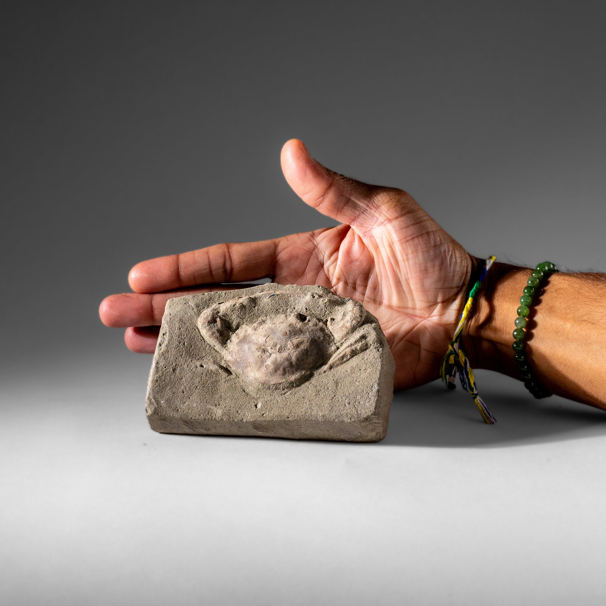 Charybdis Fossil Crab from Indonesia (260 Grams)