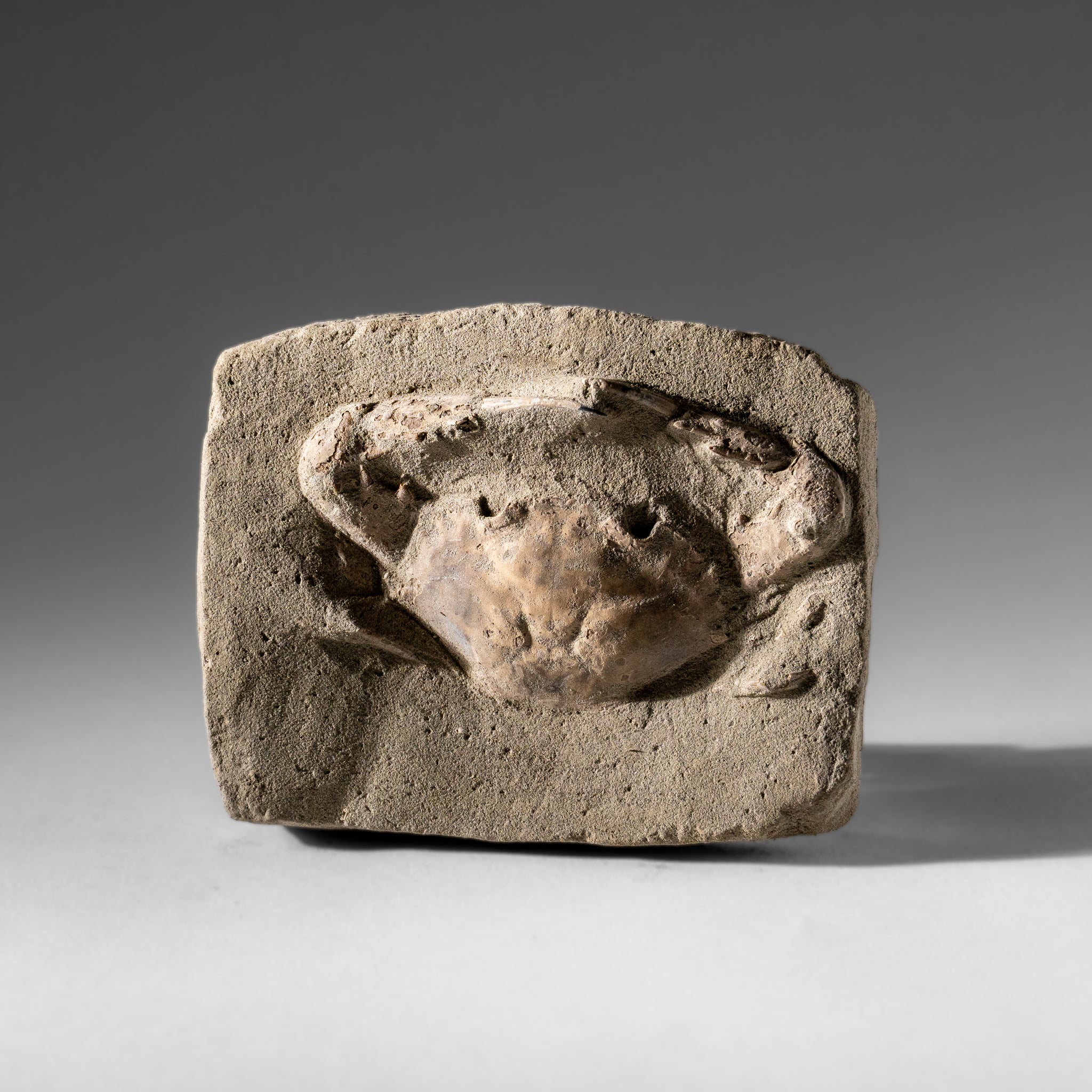 Charybdis Fossil Crab from Indonesia (221.8 Grams)