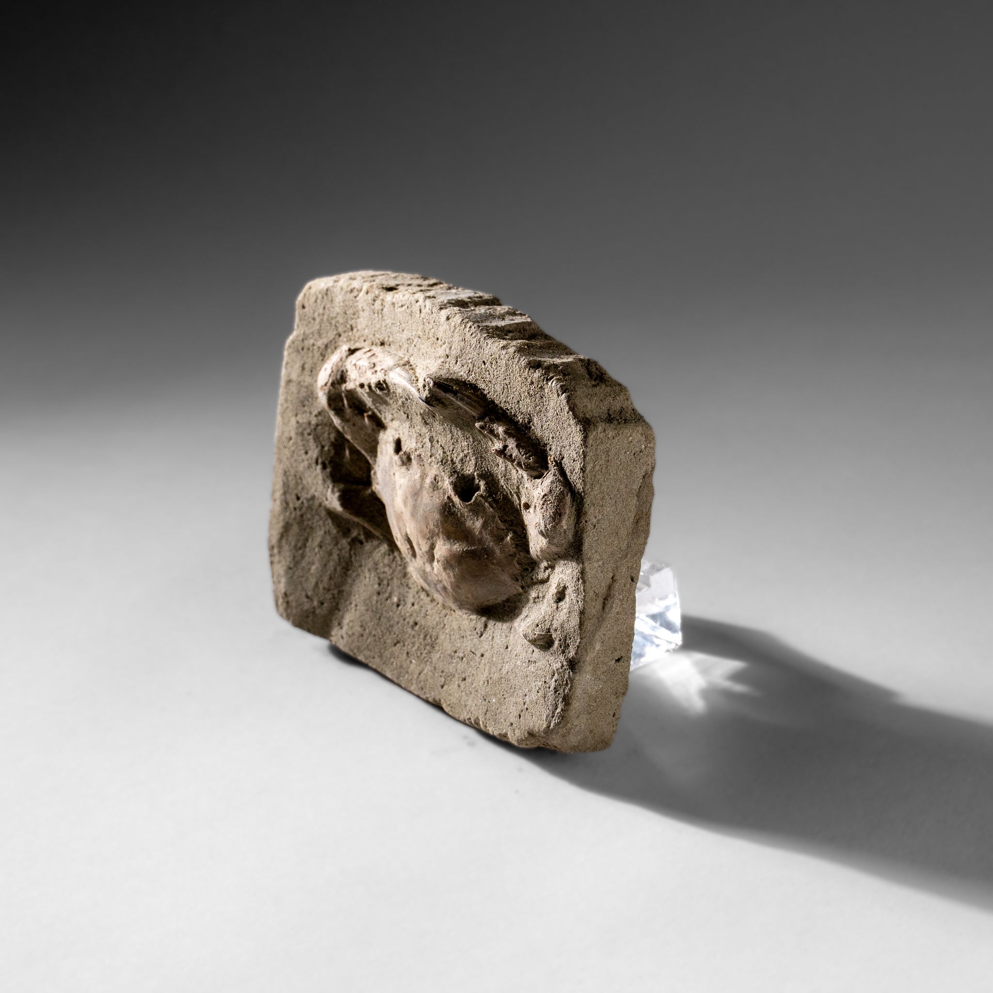 Charybdis Fossil Crab from Indonesia (221.8 Grams)