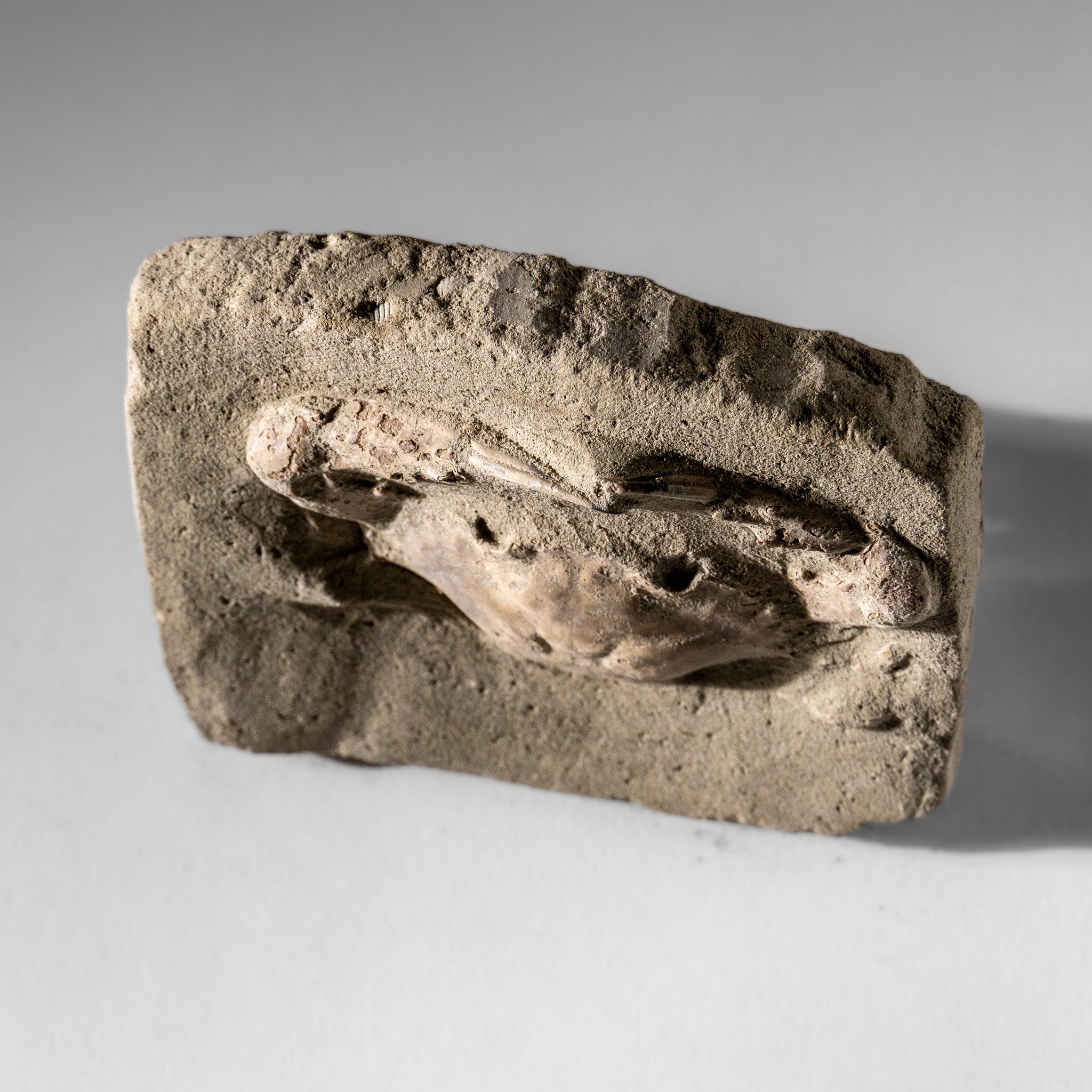 Charybdis Fossil Crab from Indonesia (221.8 Grams)