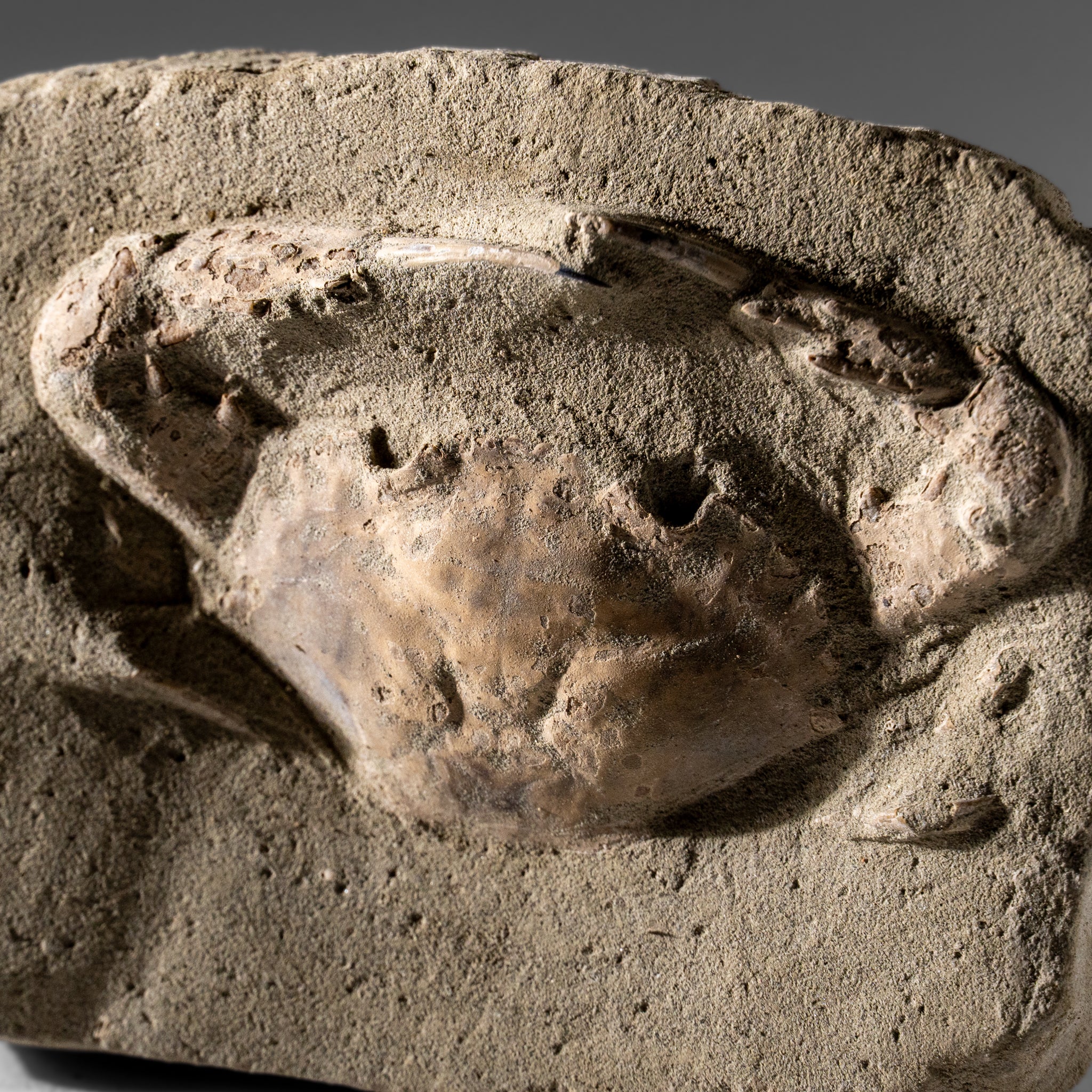 Charybdis Fossil Crab from Indonesia (221.8 Grams)