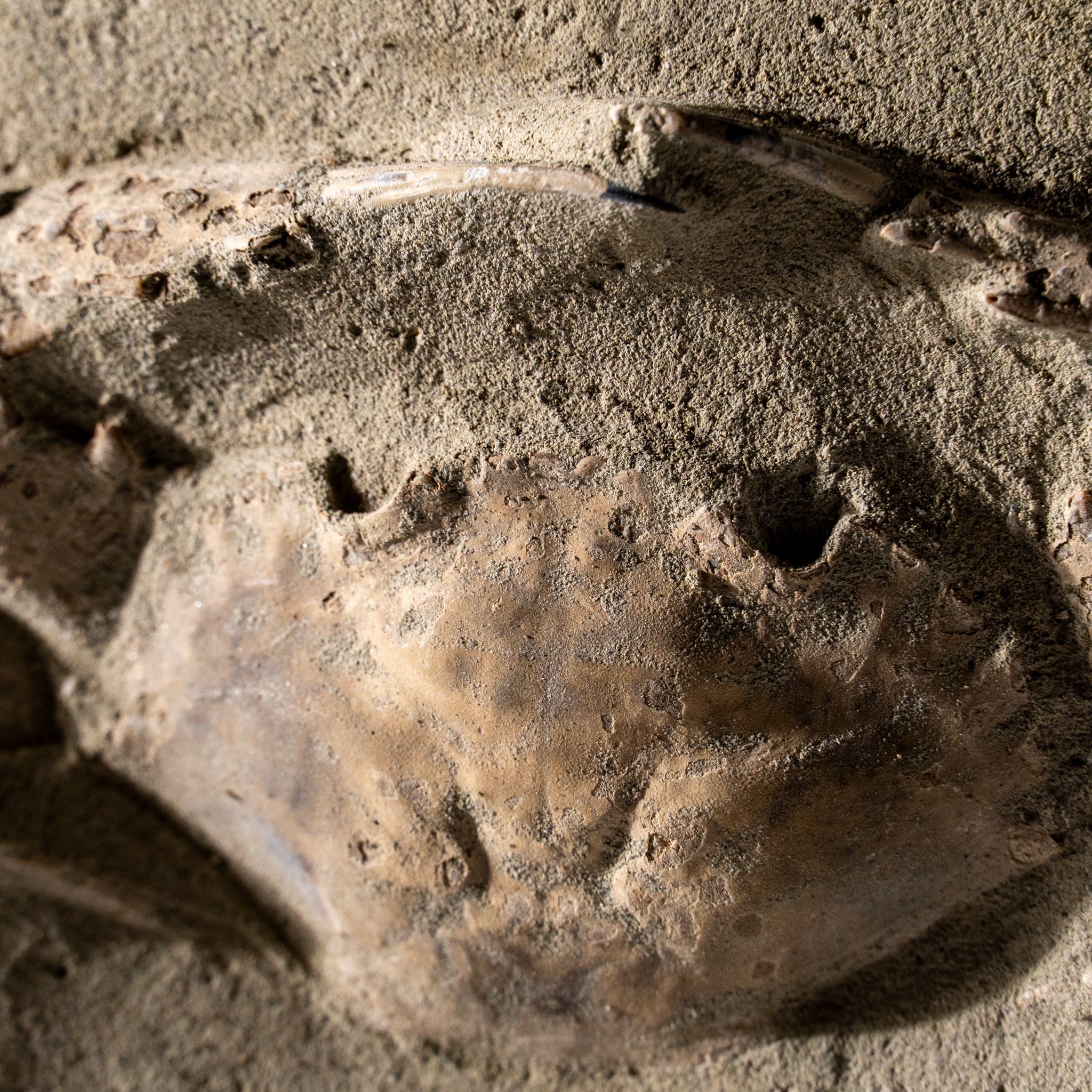 Charybdis Fossil Crab from Indonesia (221.8 Grams)