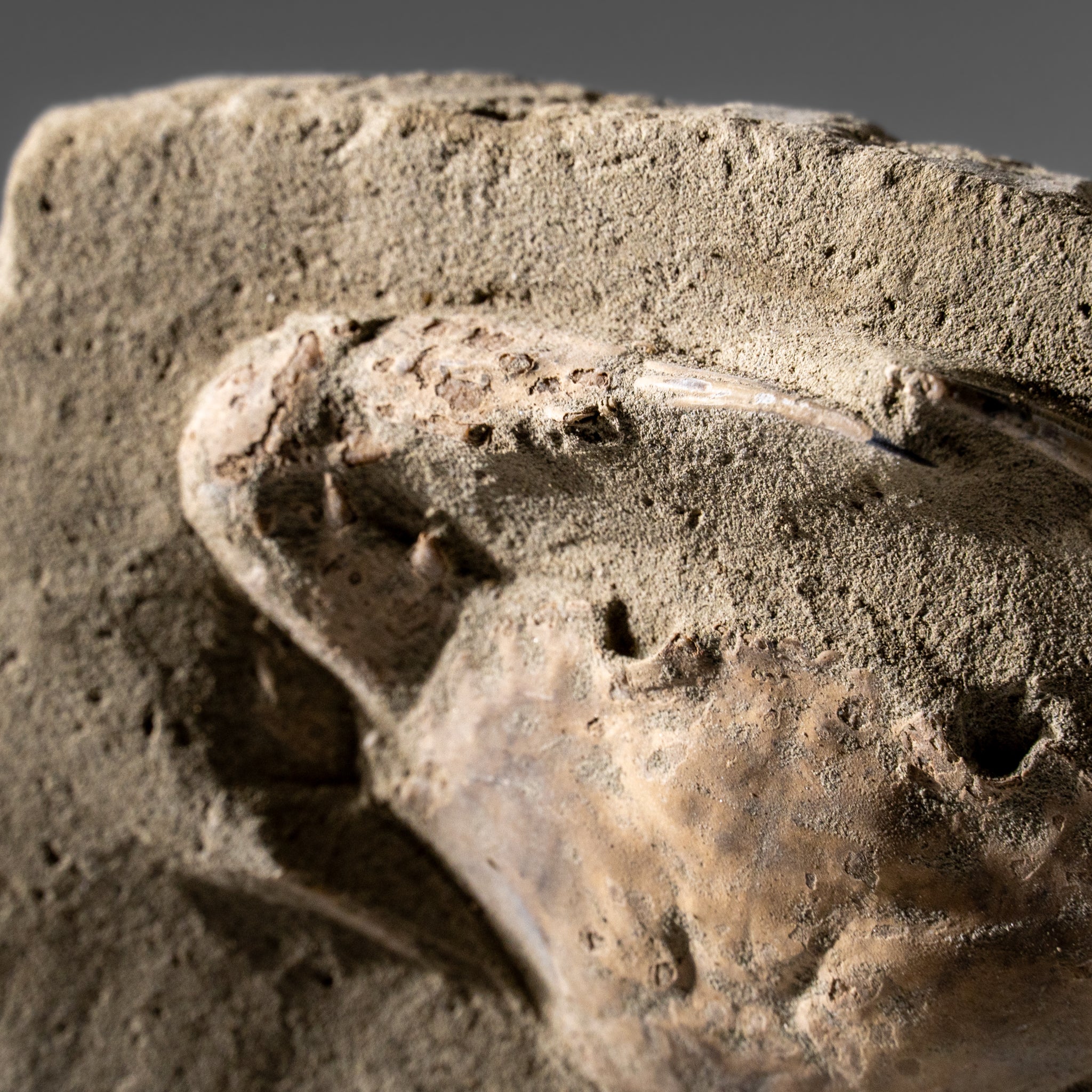 Charybdis Fossil Crab from Indonesia (221.8 Grams)
