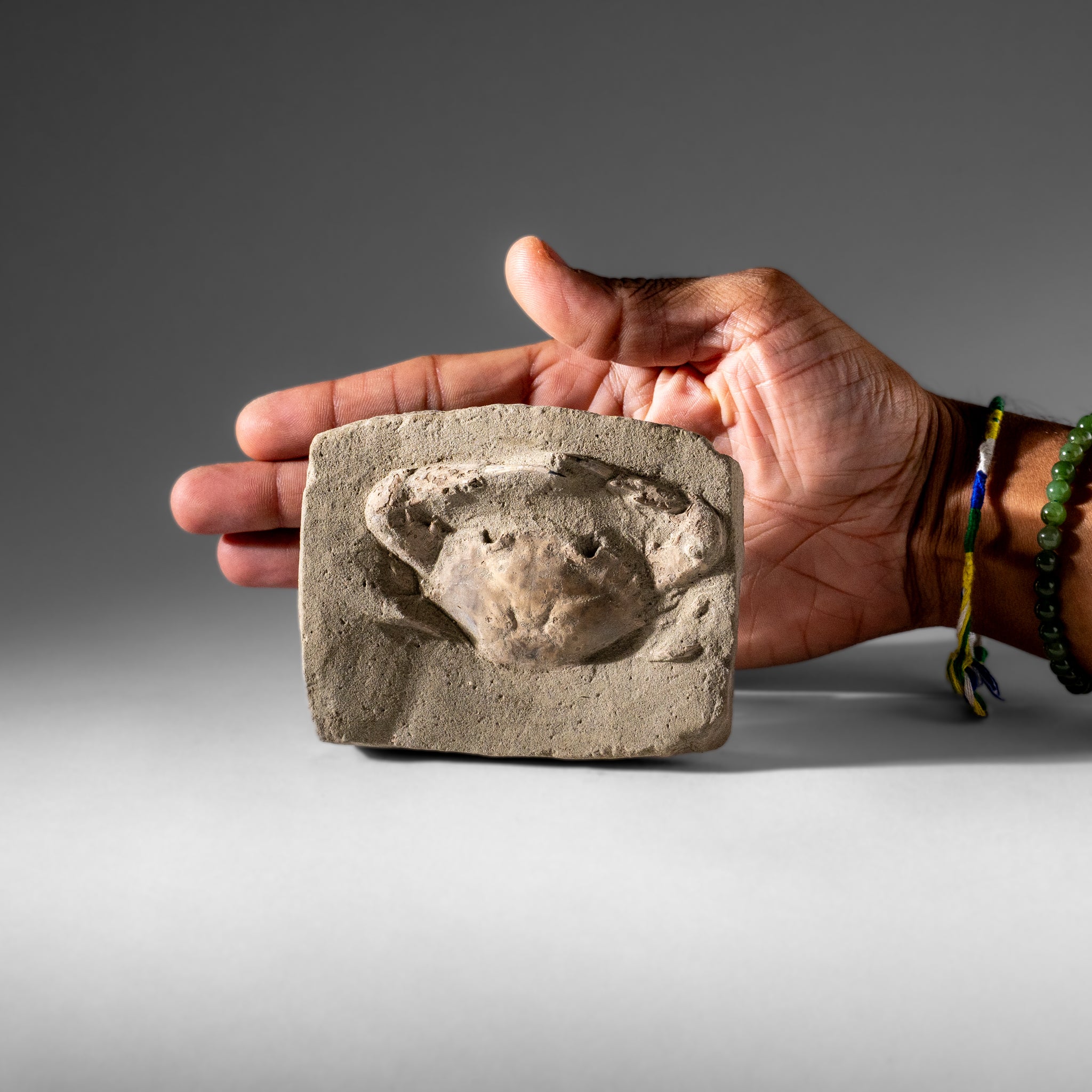 Charybdis Fossil Crab from Indonesia (221.8 Grams)