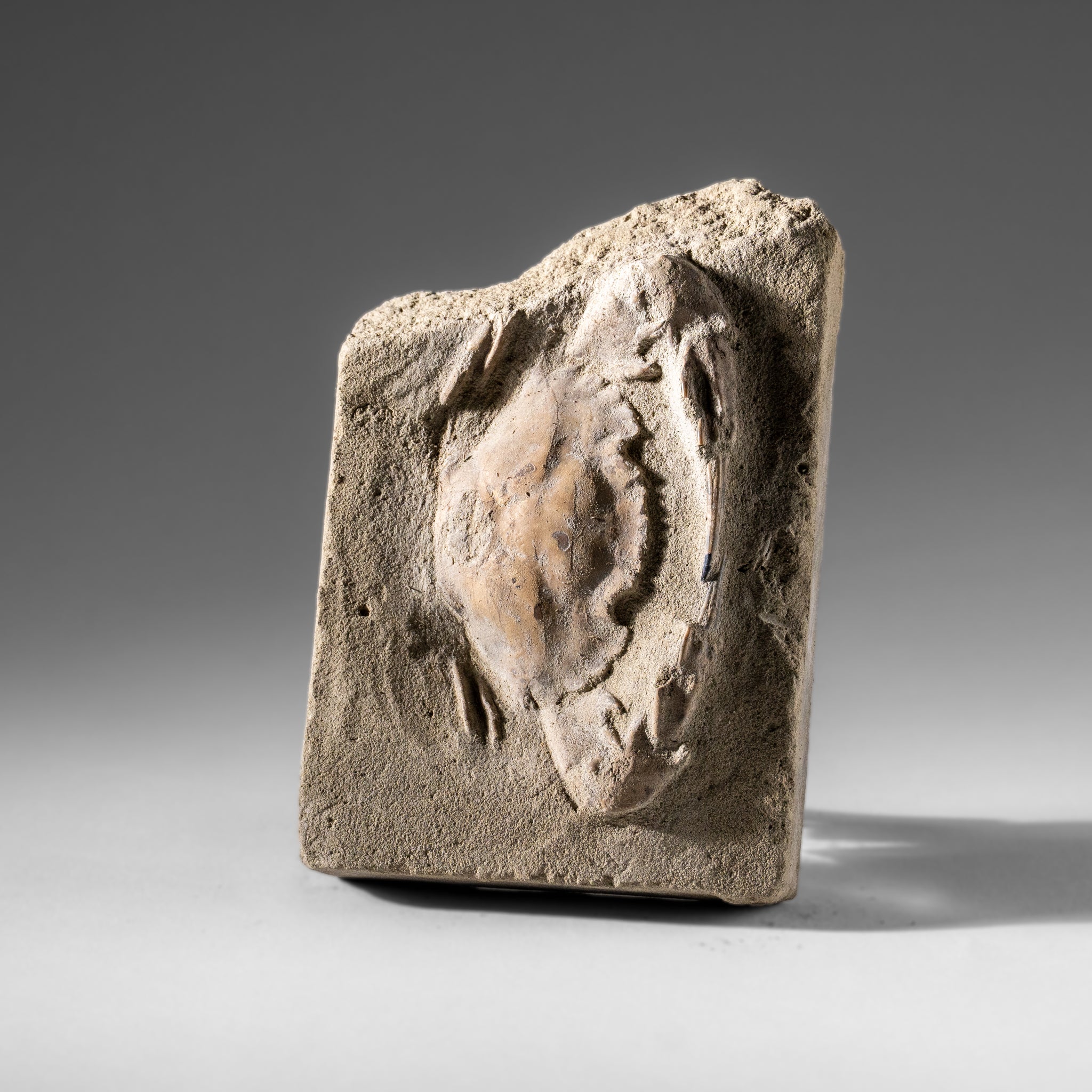 Charybdis Fossil Crab from Indonesia (248.8 Grams)