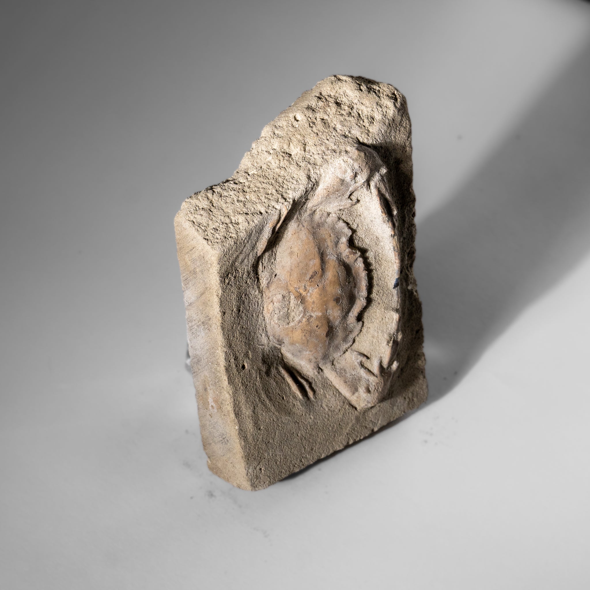 Charybdis Fossil Crab from Indonesia (248.8 Grams)