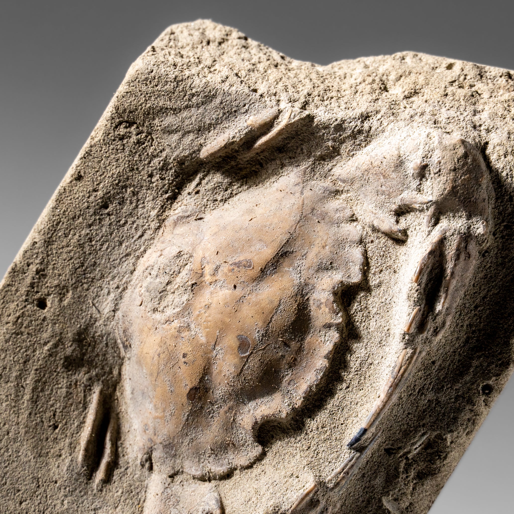 Charybdis Fossil Crab from Indonesia (248.8 Grams)