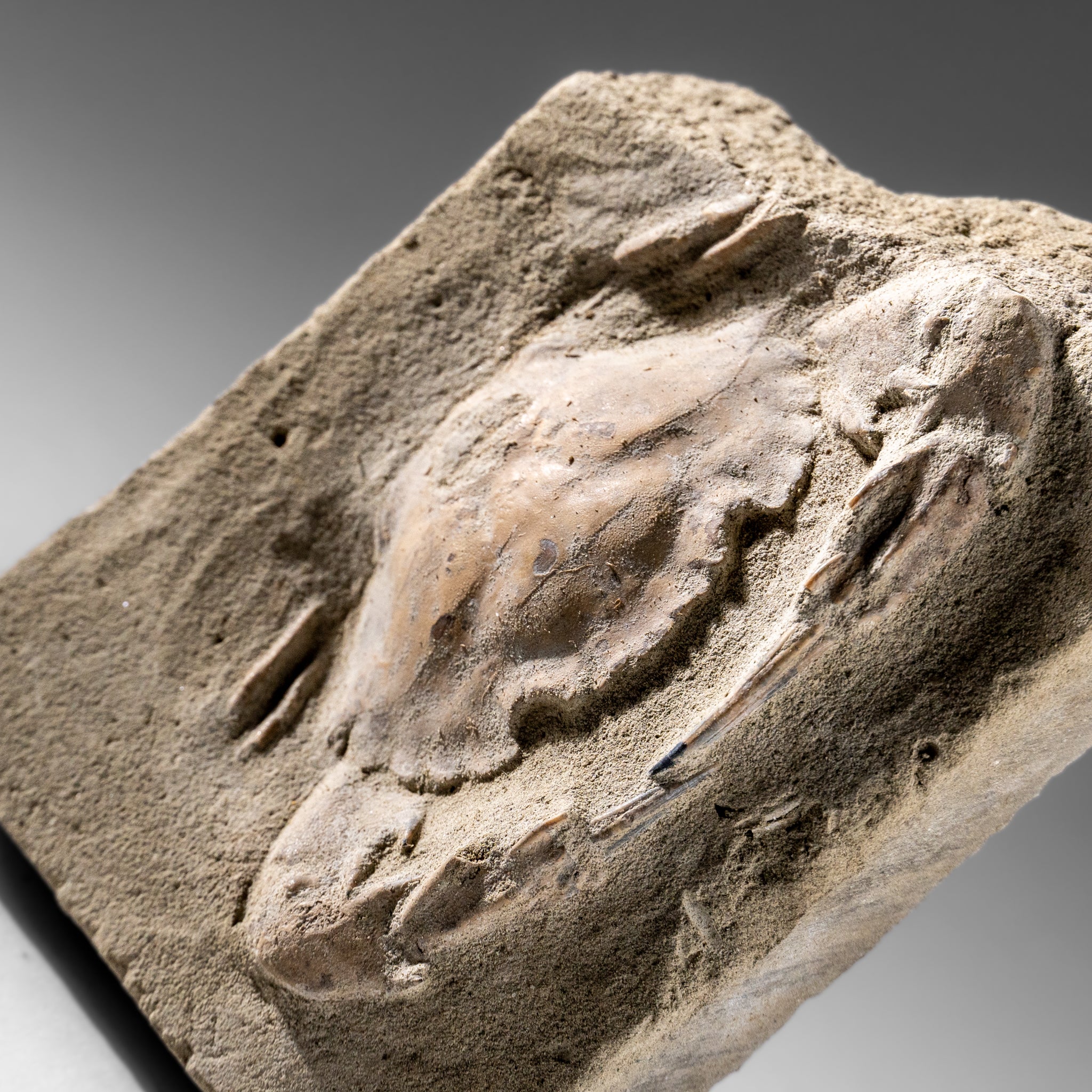 Charybdis Fossil Crab from Indonesia (248.8 Grams)