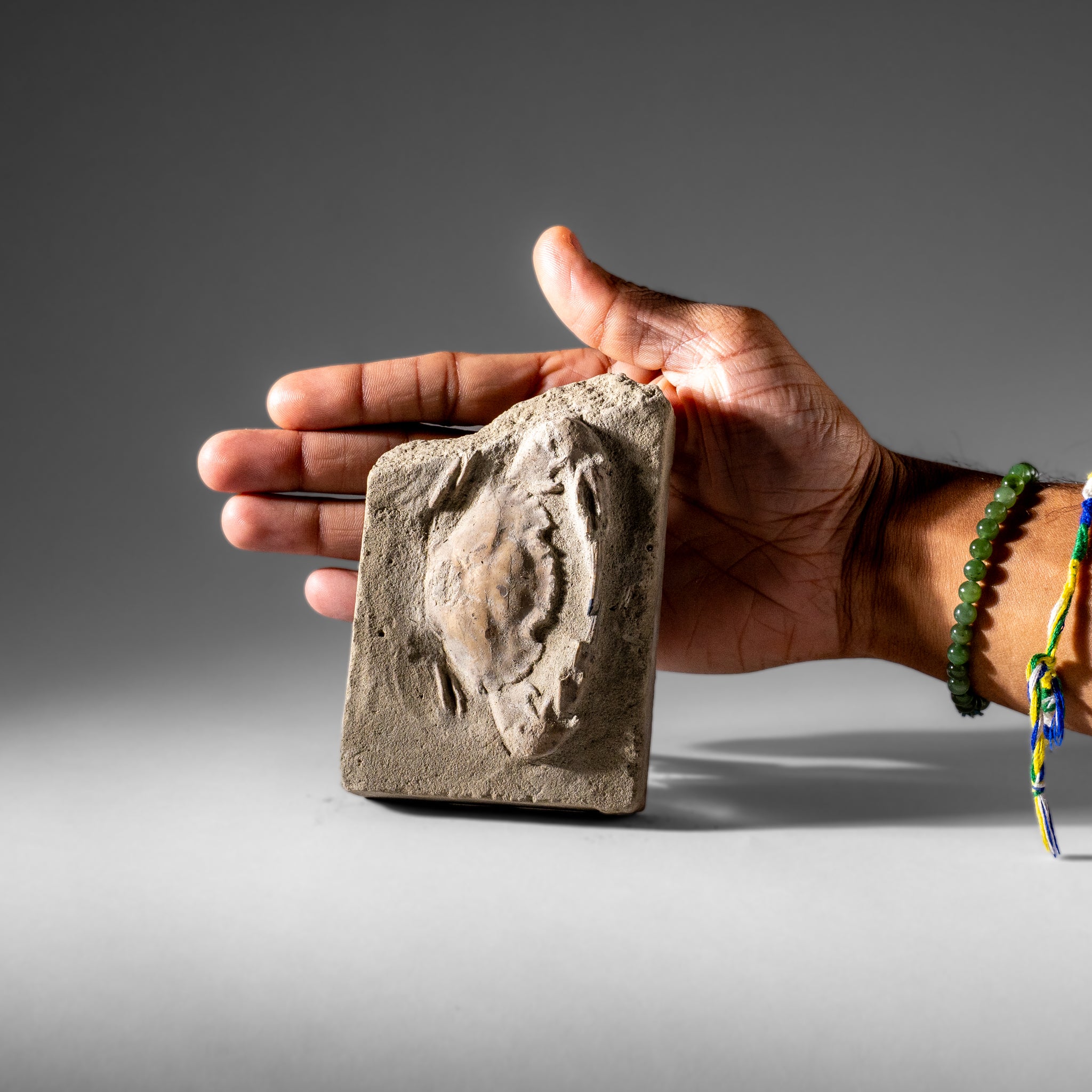 Charybdis Fossil Crab from Indonesia (248.8 Grams)