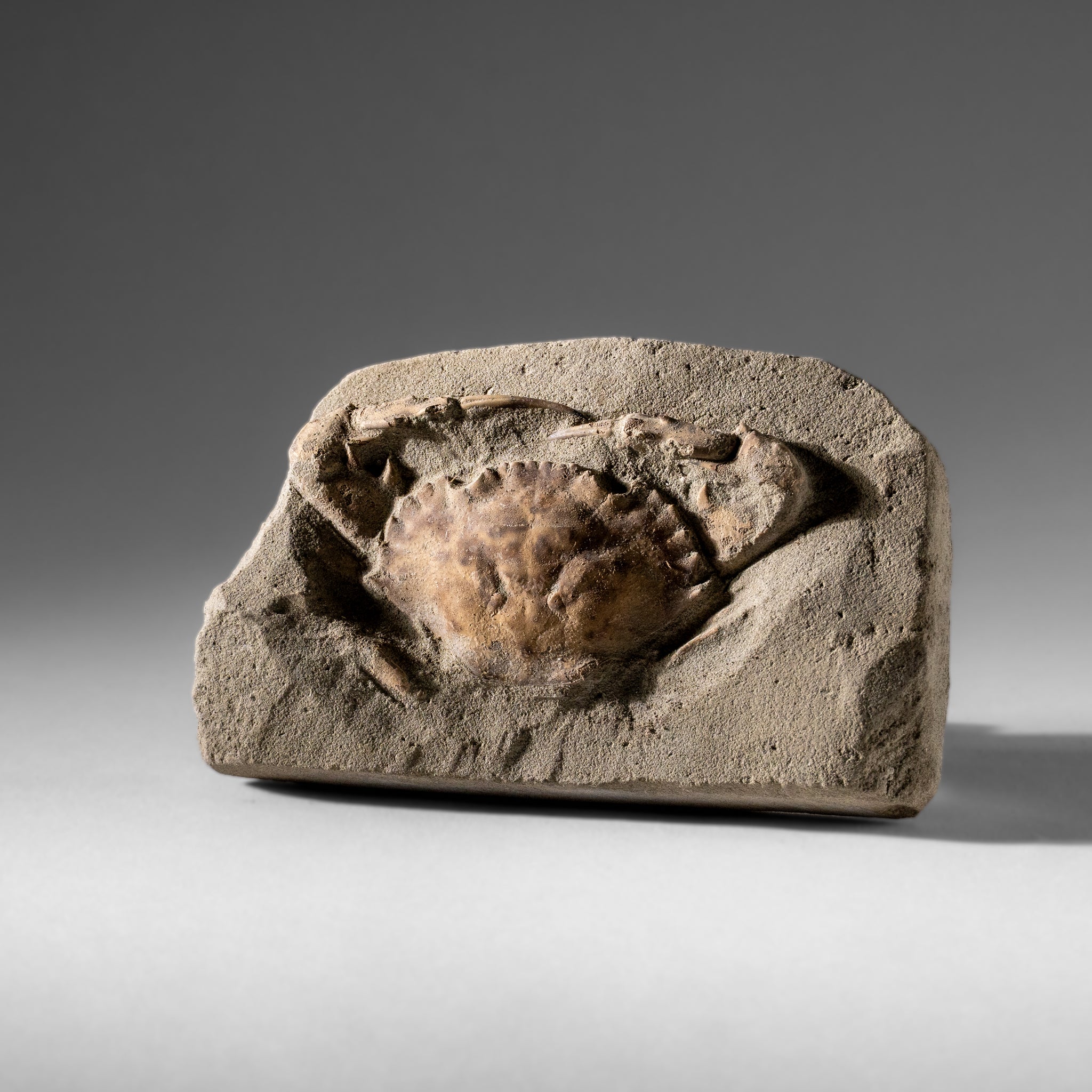 Charybdis Fossil Crab from Indonesia (244 Grams)