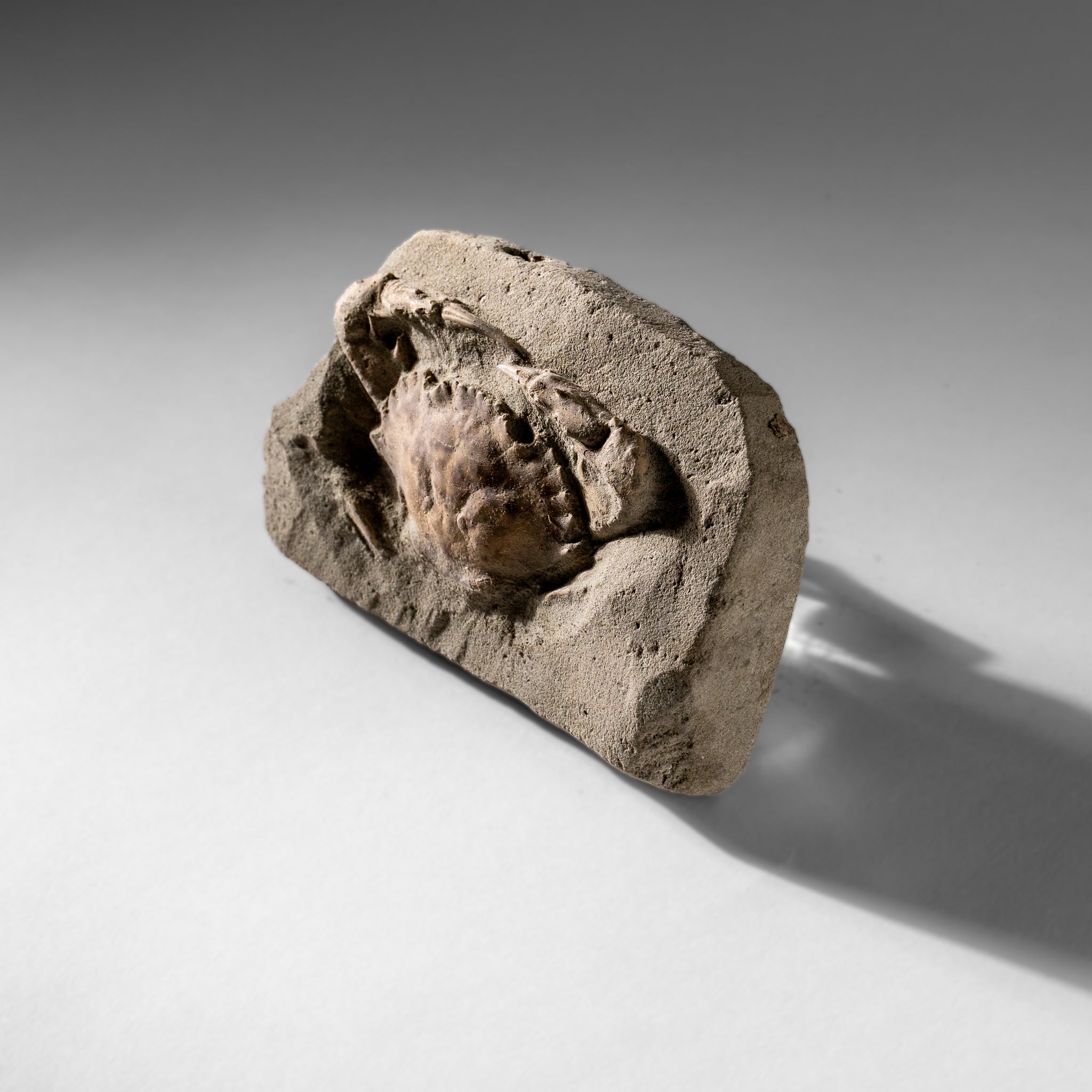 Charybdis Fossil Crab from Indonesia (244 Grams)