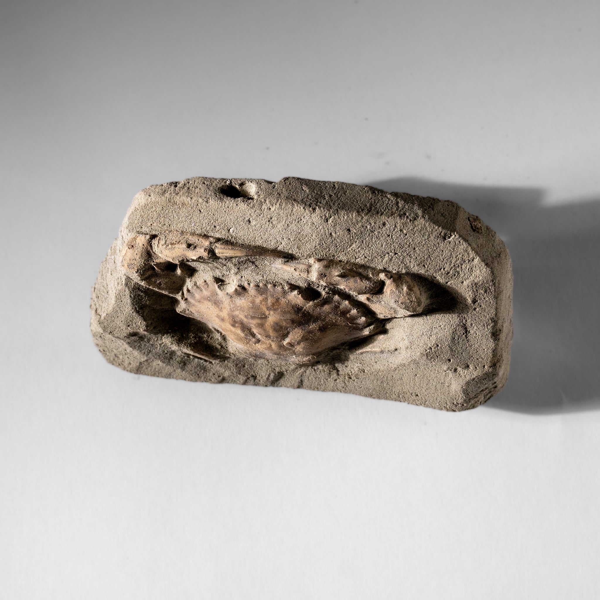 Charybdis Fossil Crab from Indonesia (244 Grams)